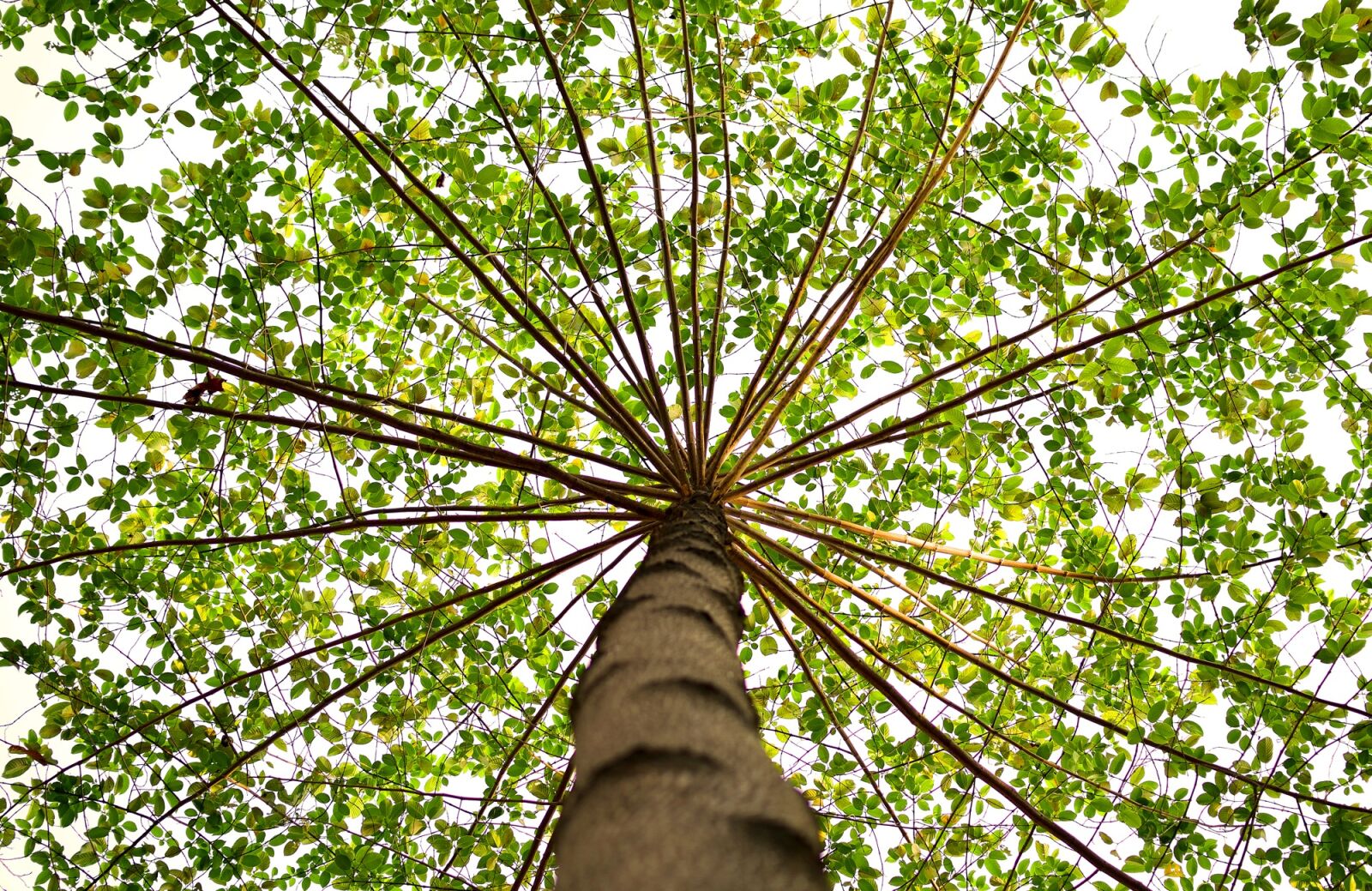 Nikon D5300 sample photo. Green, nature, tree photography