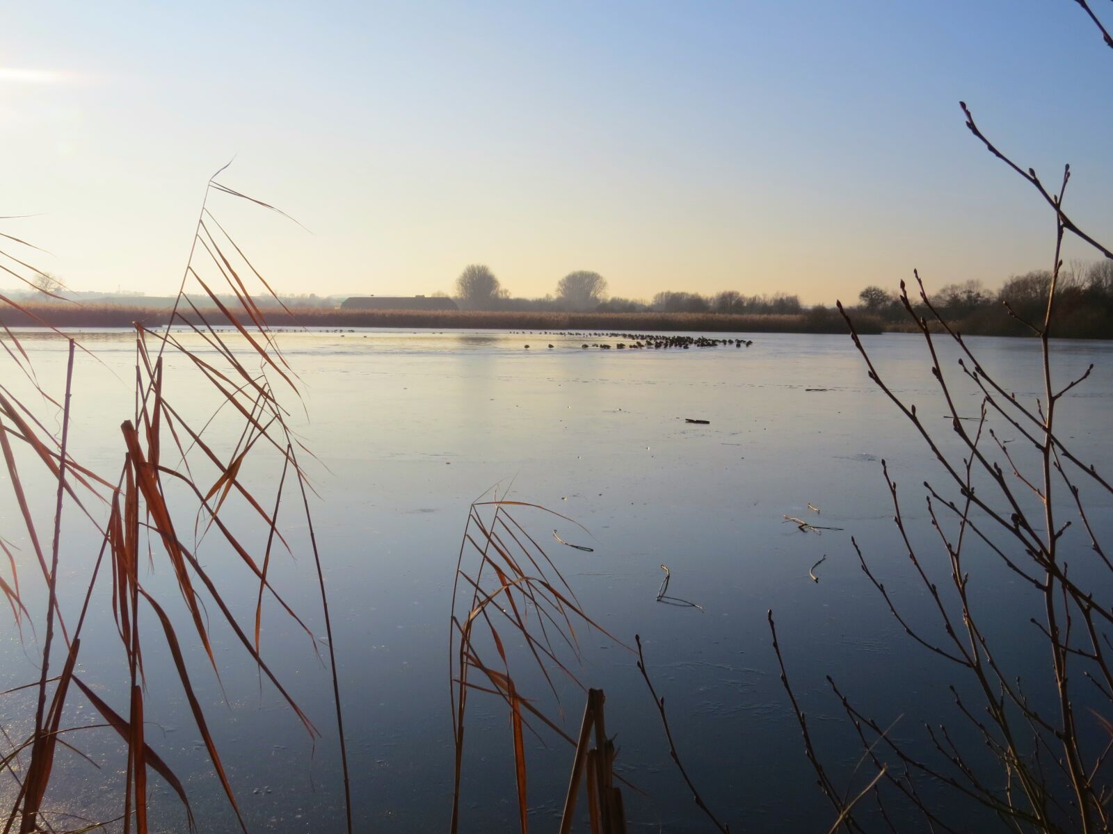 Canon PowerShot SX50 HS sample photo. Winter, water, reed photography