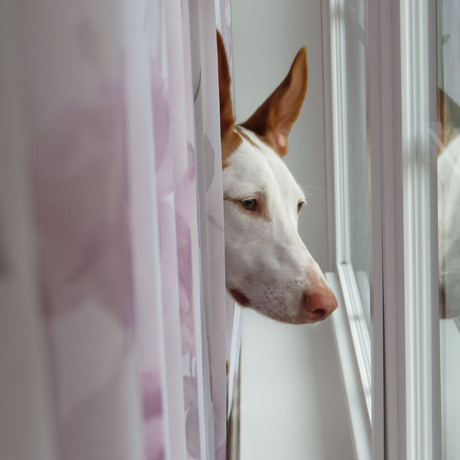 Canon PowerShot SX40 HS sample photo. Ibizan hound, dog, ibizan photography