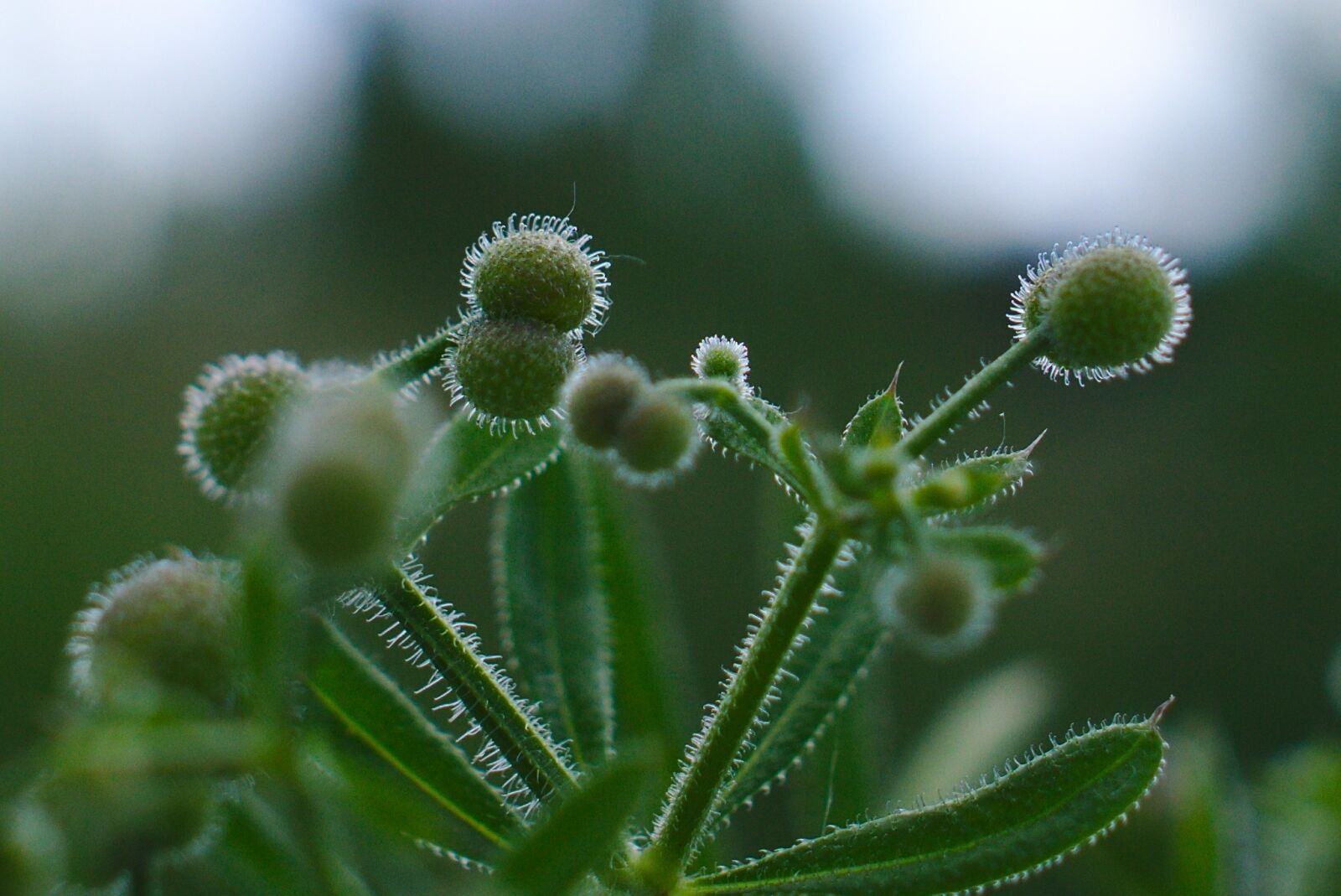 Sony a6000 + Sony Sonnar T* E 24mm F1.8 ZA sample photo. Macro, burdock, green photography