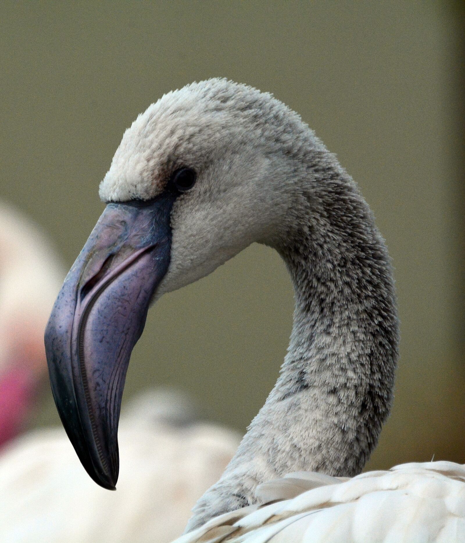 Nikon D7100 sample photo. Gray, flamingo, bird photography