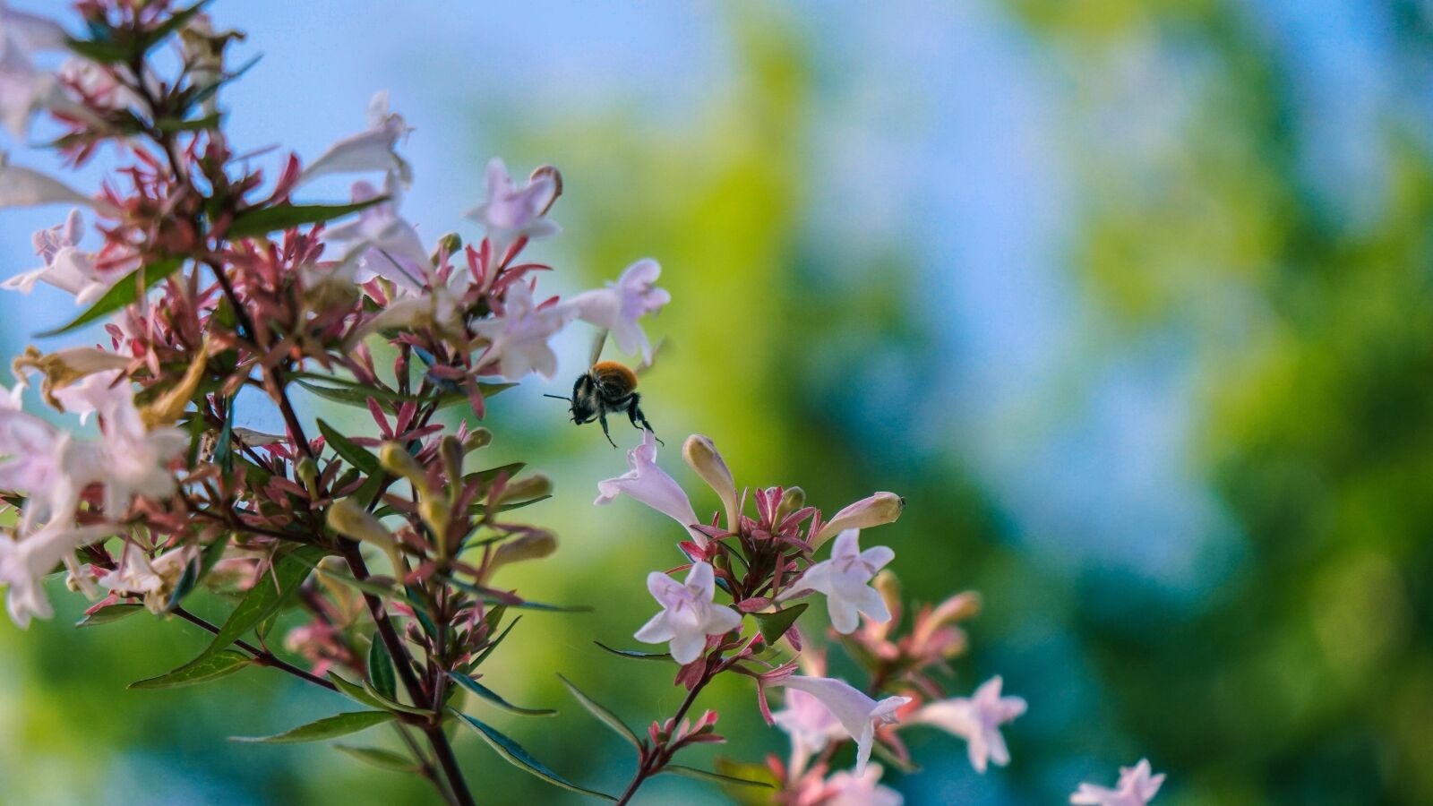 Sony a6500 sample photo. Bee, insect, flower photography