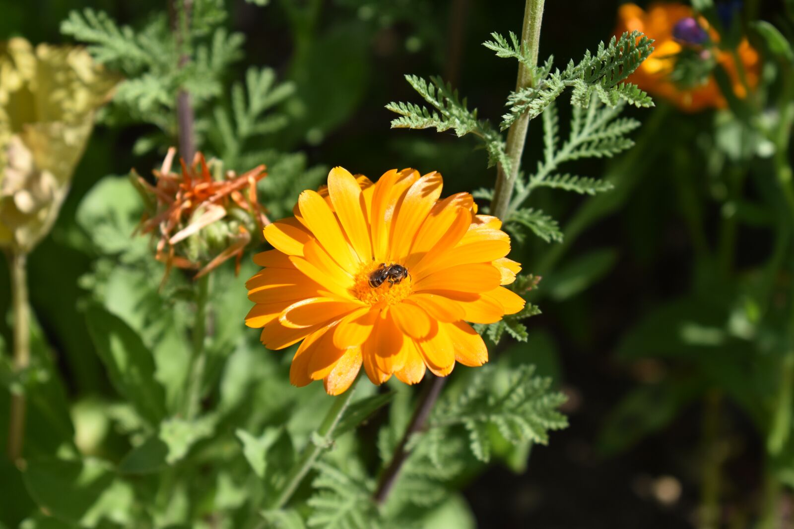 Nikon D3400 sample photo. Flower, bee, insect photography