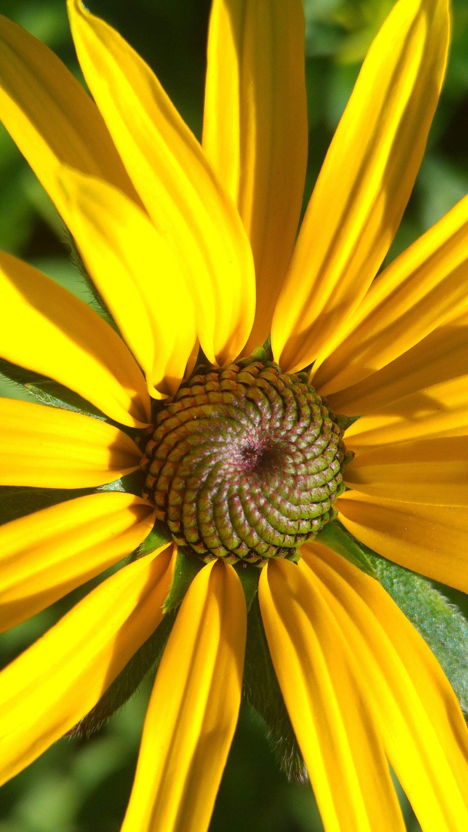 LG G4 sample photo. Flower black eyed, jellow photography
