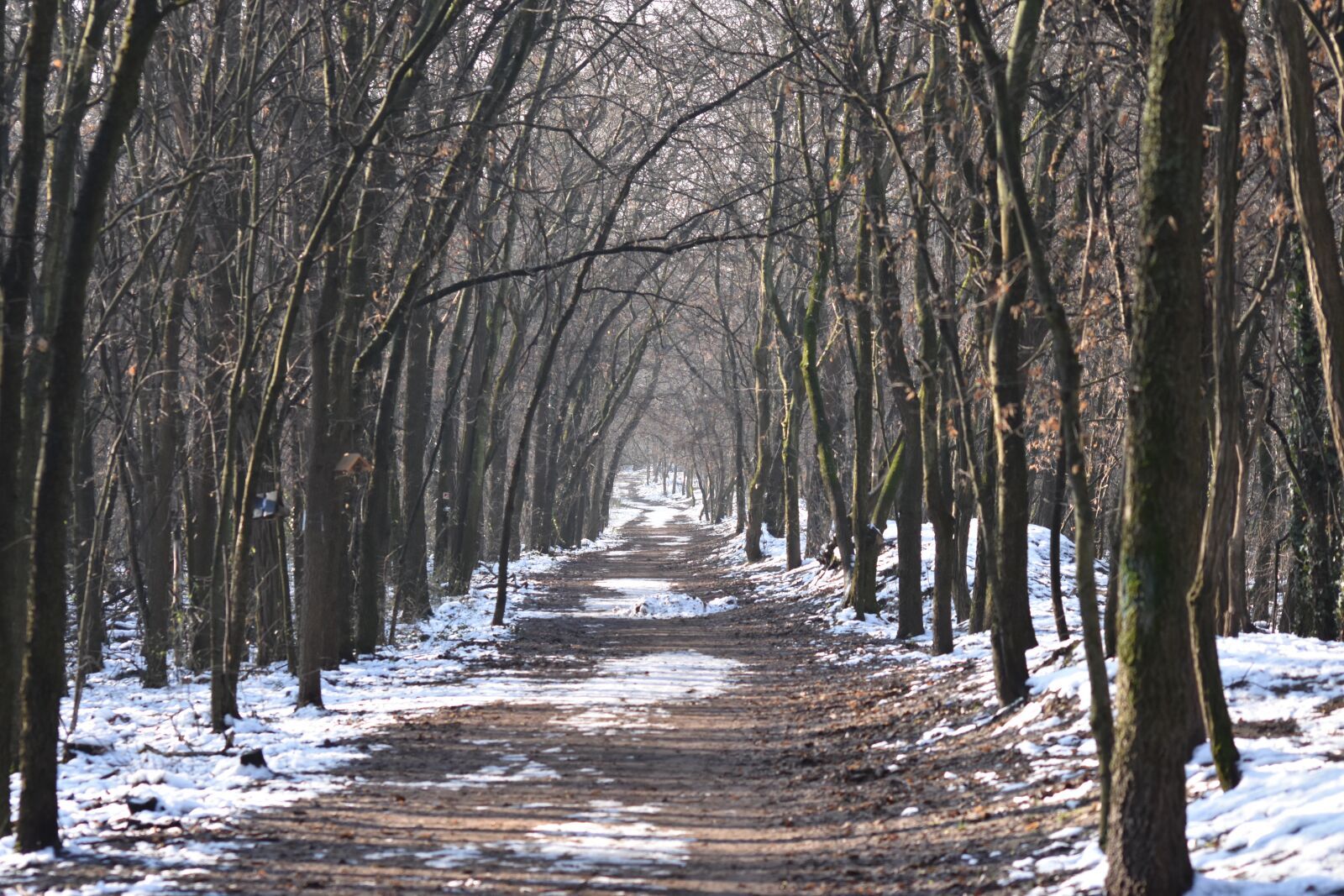 Nikon D7200 sample photo. Forest, wolf-forest, nature photography