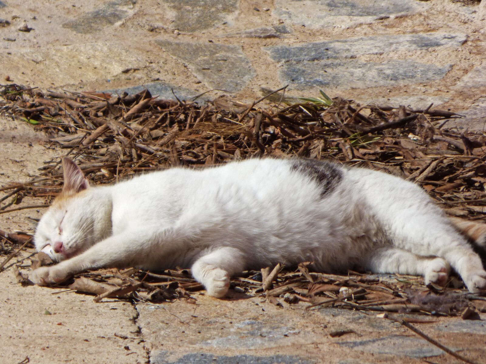 Panasonic Lumix DMC-FZ70 sample photo. Cat, sleep soundly, nod photography