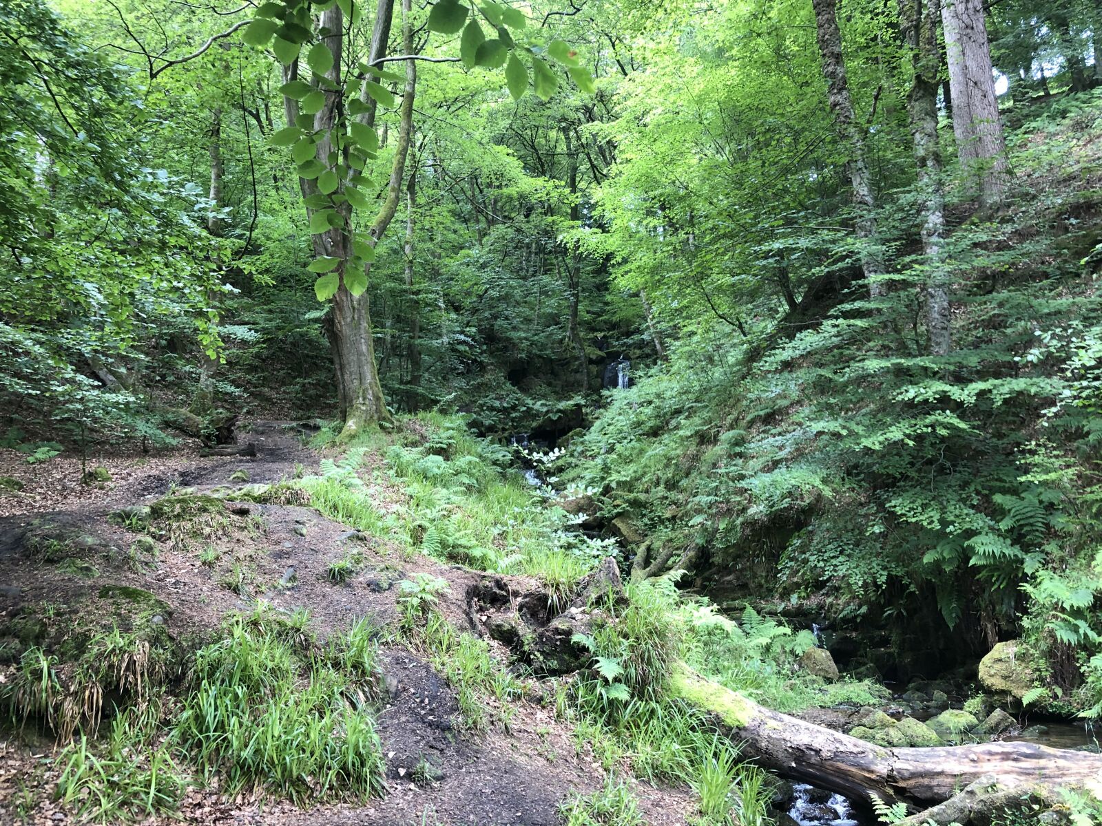 iPhone 8 back camera 3.99mm f/1.8 sample photo. Forest, stream, creek photography