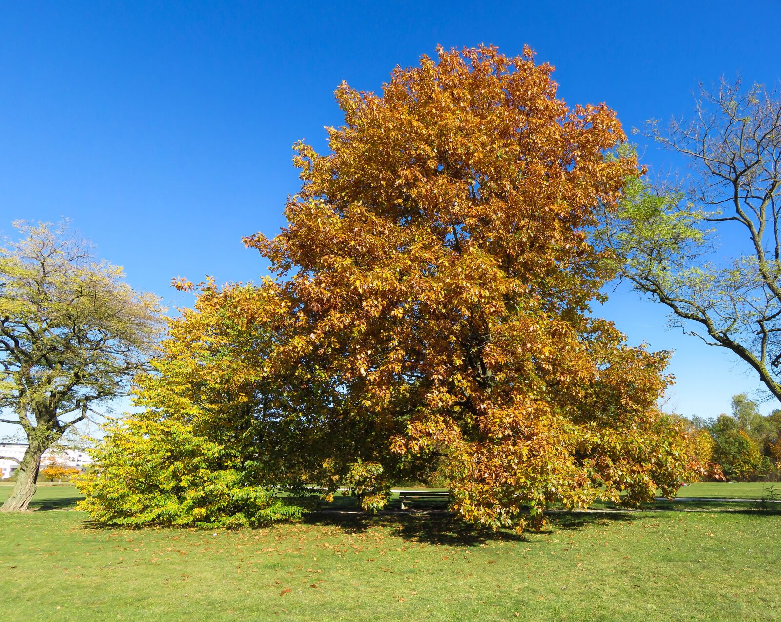 Canon PowerShot SX710 HS sample photo. Nature, tree, autumn photography
