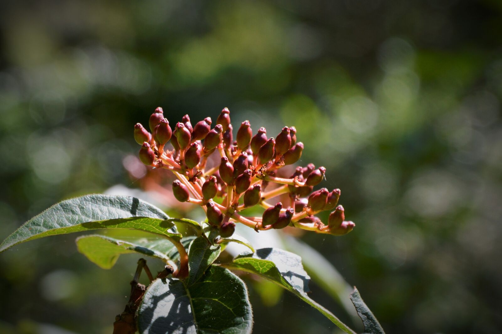 Nikon D5200 sample photo. Flowers, flower, nature photography