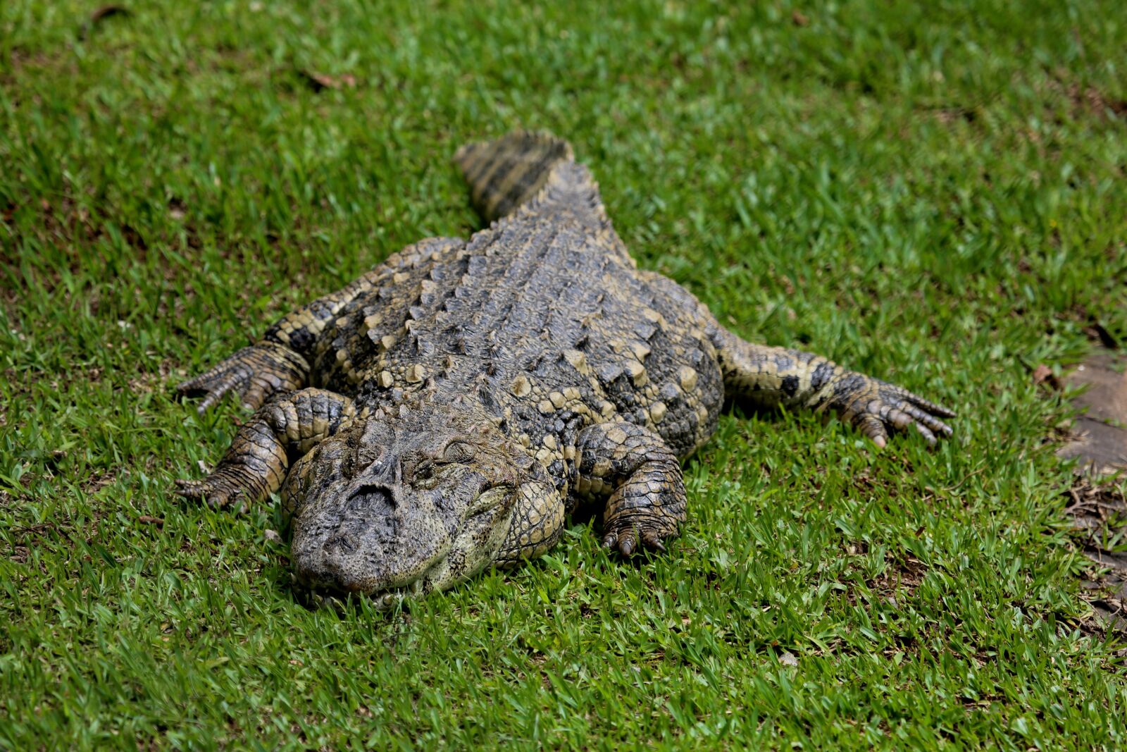Canon EOS 5D Mark III sample photo. Sleeping alligator, alligator a photography