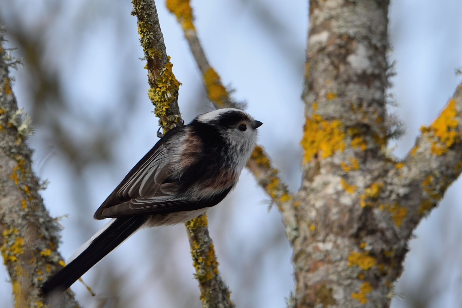 Nikon D750 sample photo. Nature, tree, bird photography