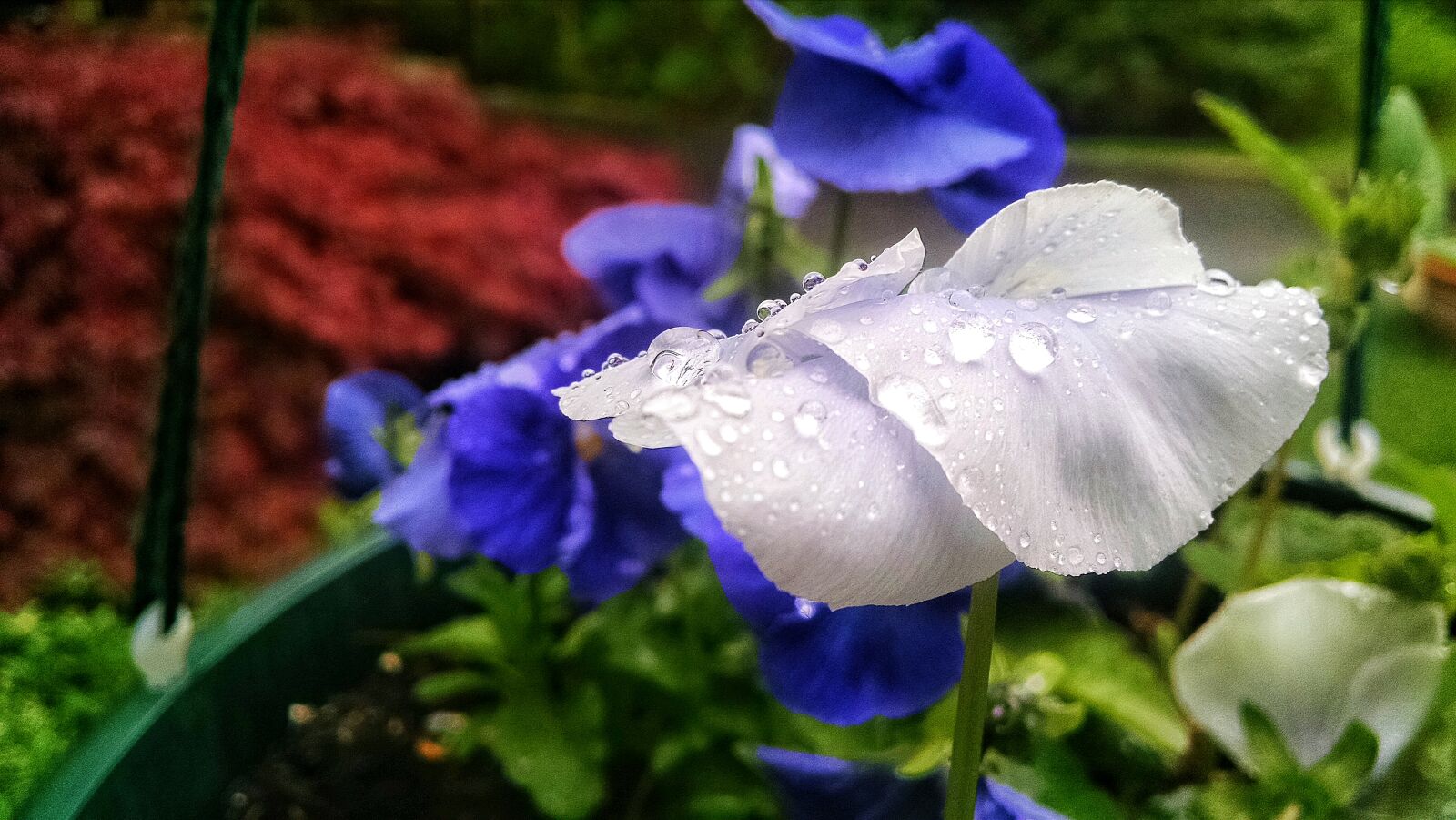 Motorola Moto X (1st Gen) sample photo. Droplets, flower, green, petal photography