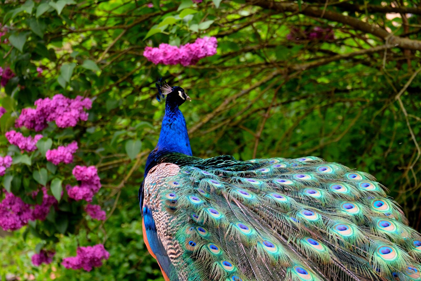 Fujifilm X-T20 sample photo. Peacock, bird, feather photography