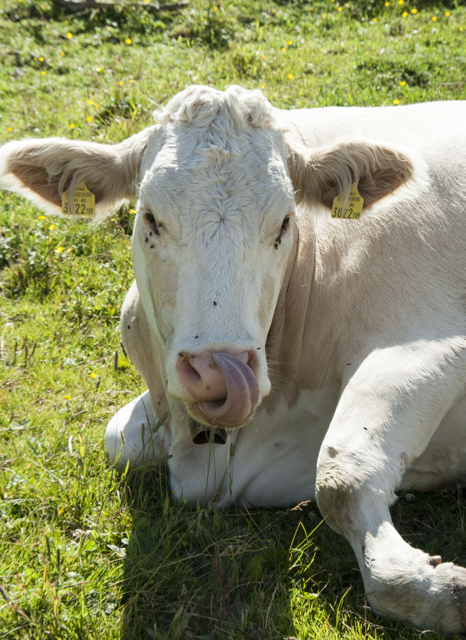 Canon EOS 400D (EOS Digital Rebel XTi / EOS Kiss Digital X) sample photo. Cow, animal, nature photography