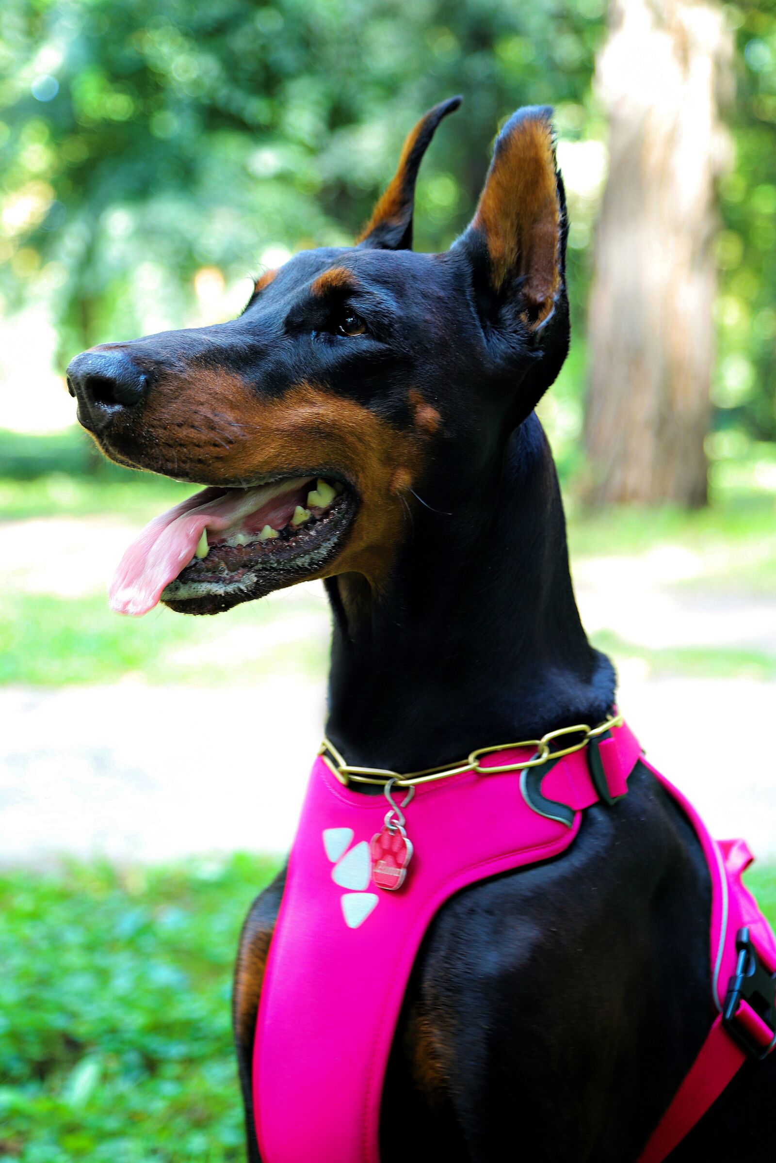 Canon EOS 6D Mark II sample photo. Doberman, dog, pretty photography