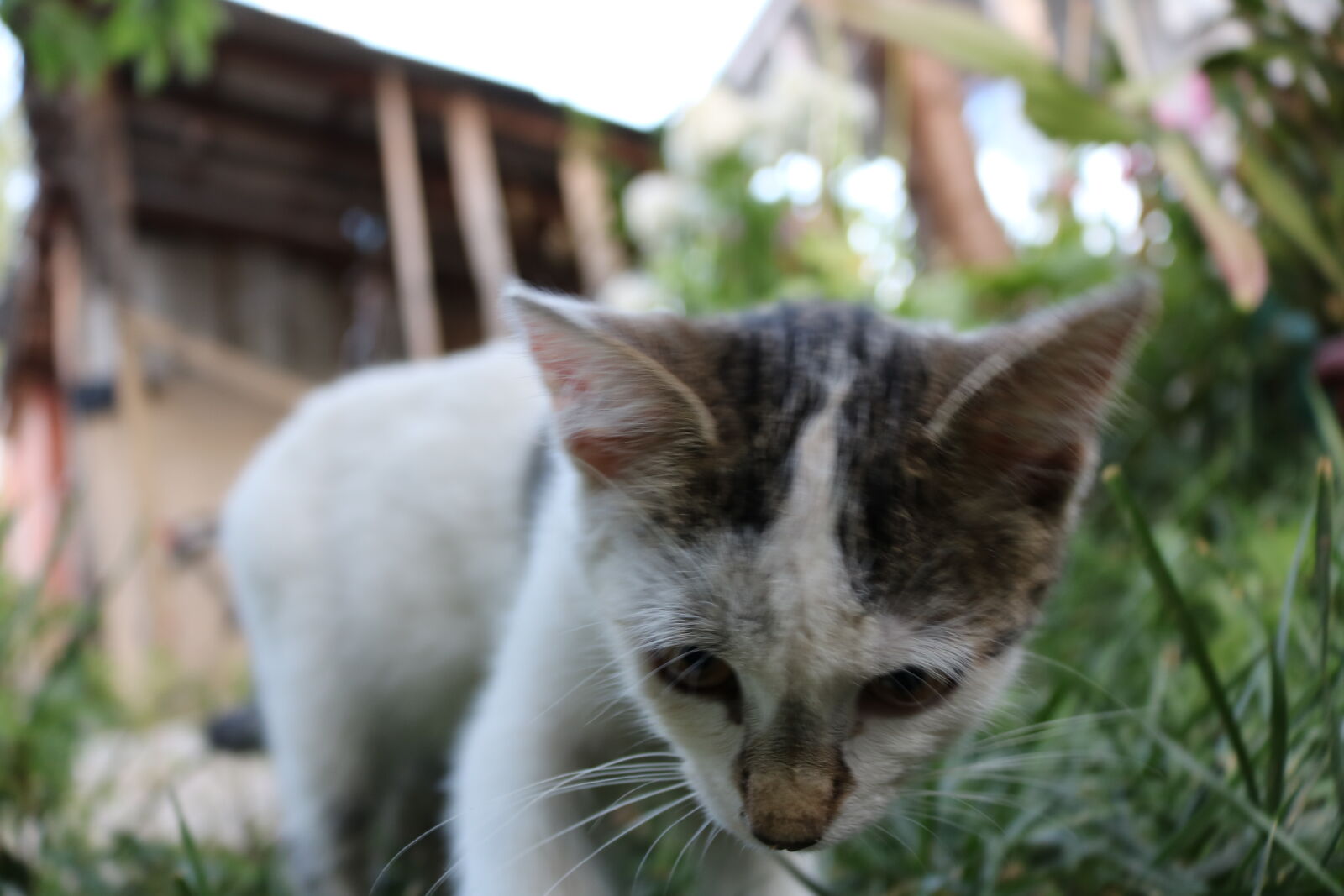 Canon EOS 750D (EOS Rebel T6i / EOS Kiss X8i) sample photo. Cat, cute, day, garden photography