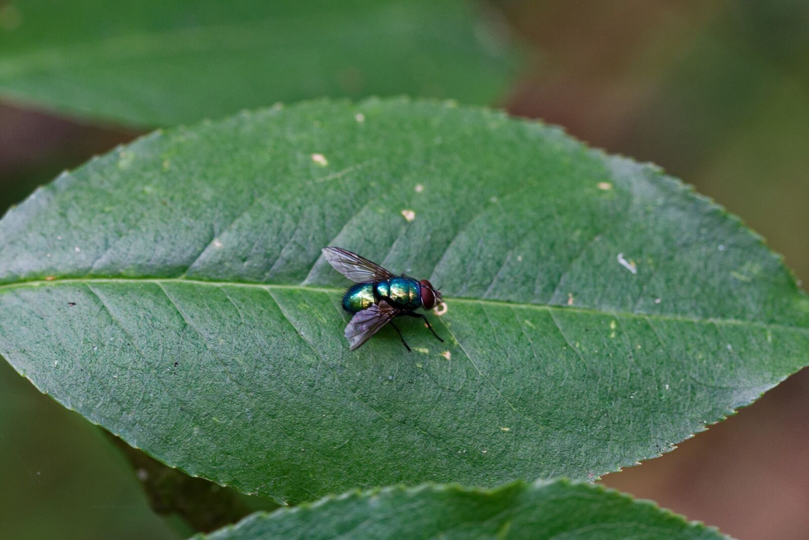 Nikon D500 sample photo. Fly, leaf, nature photography
