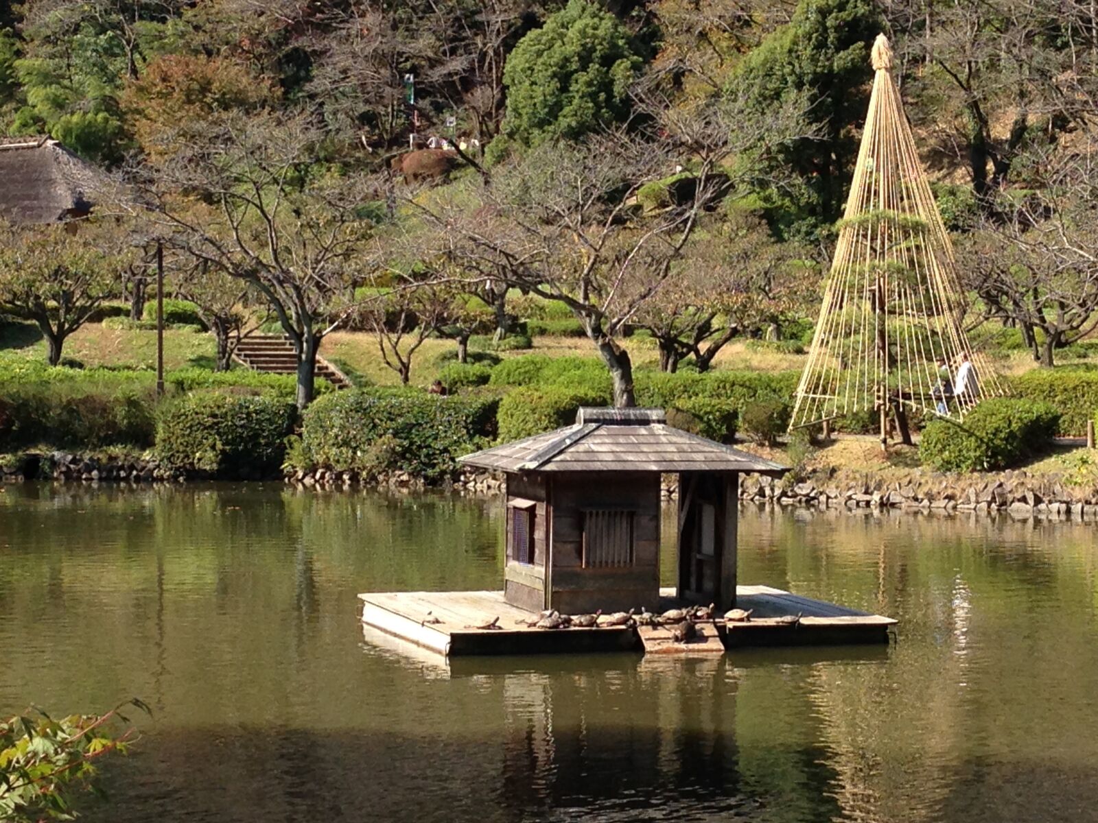iPhone 5 back camera 4.12mm f/2.4 sample photo. Pond, turtle, autumn photography