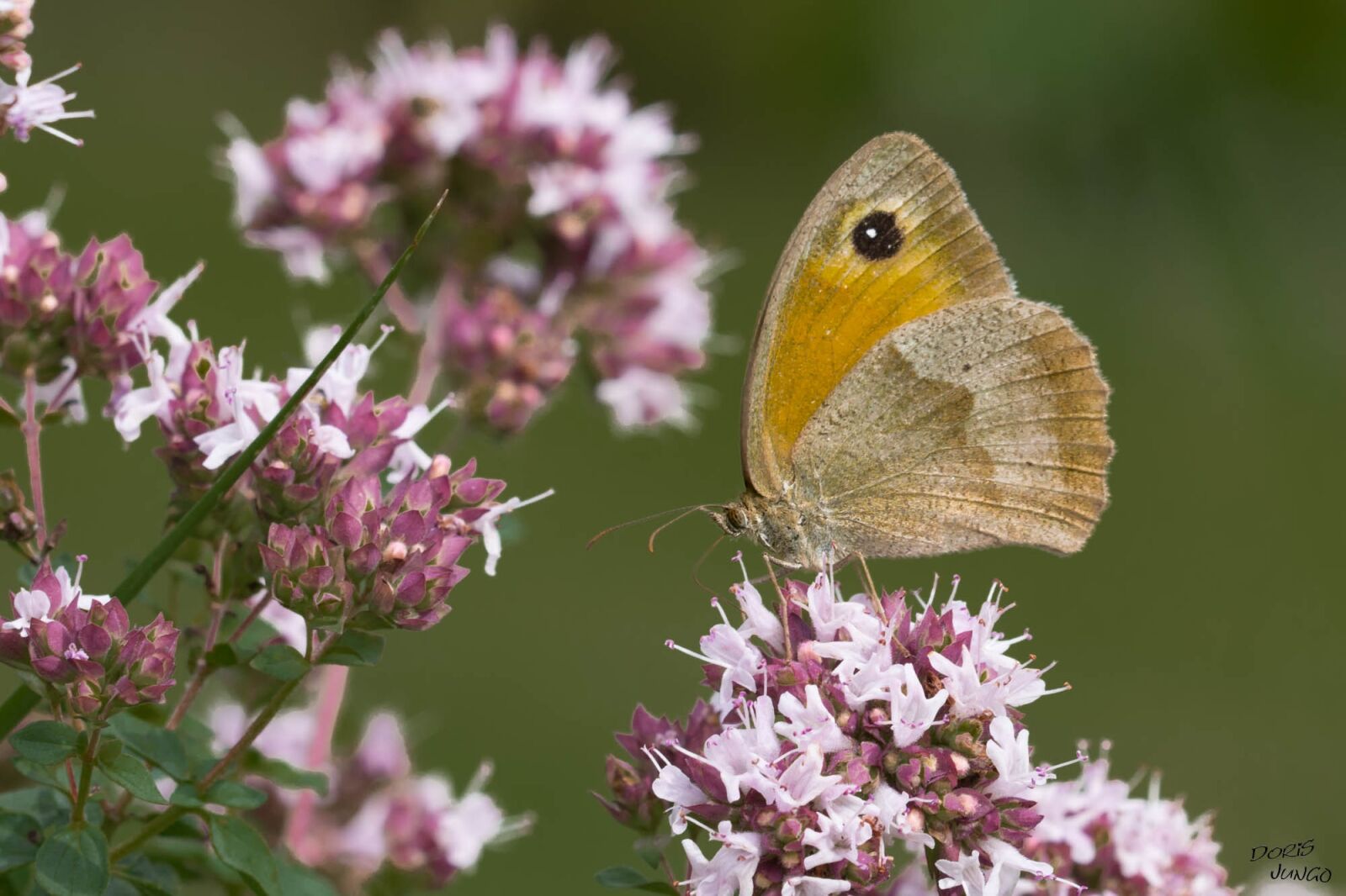 Nikon D7200 sample photo. Butterfly, myrtil, oregano photography