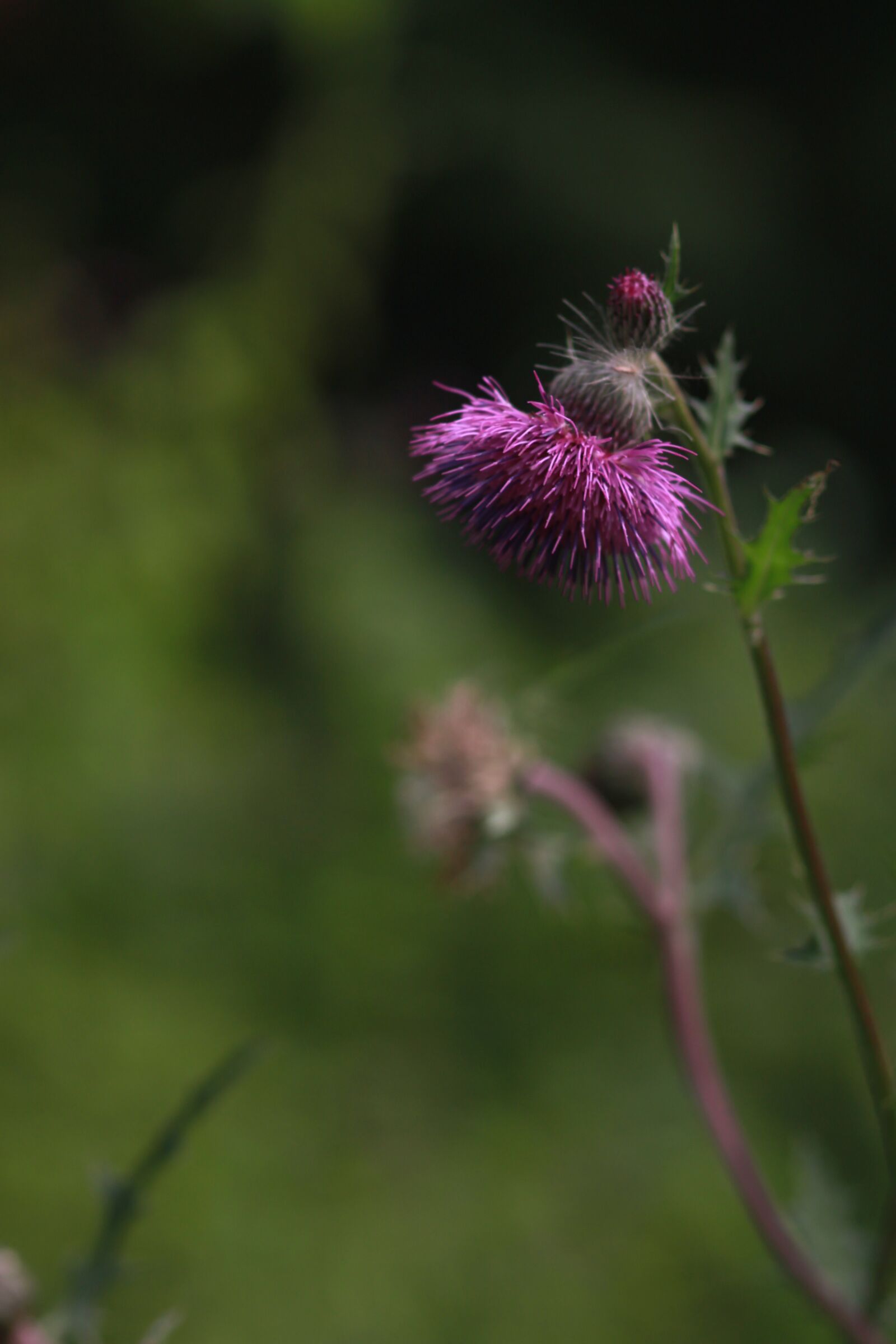 Canon EOS 500D (EOS Rebel T1i / EOS Kiss X3) sample photo. Flowers, behold, nature photography