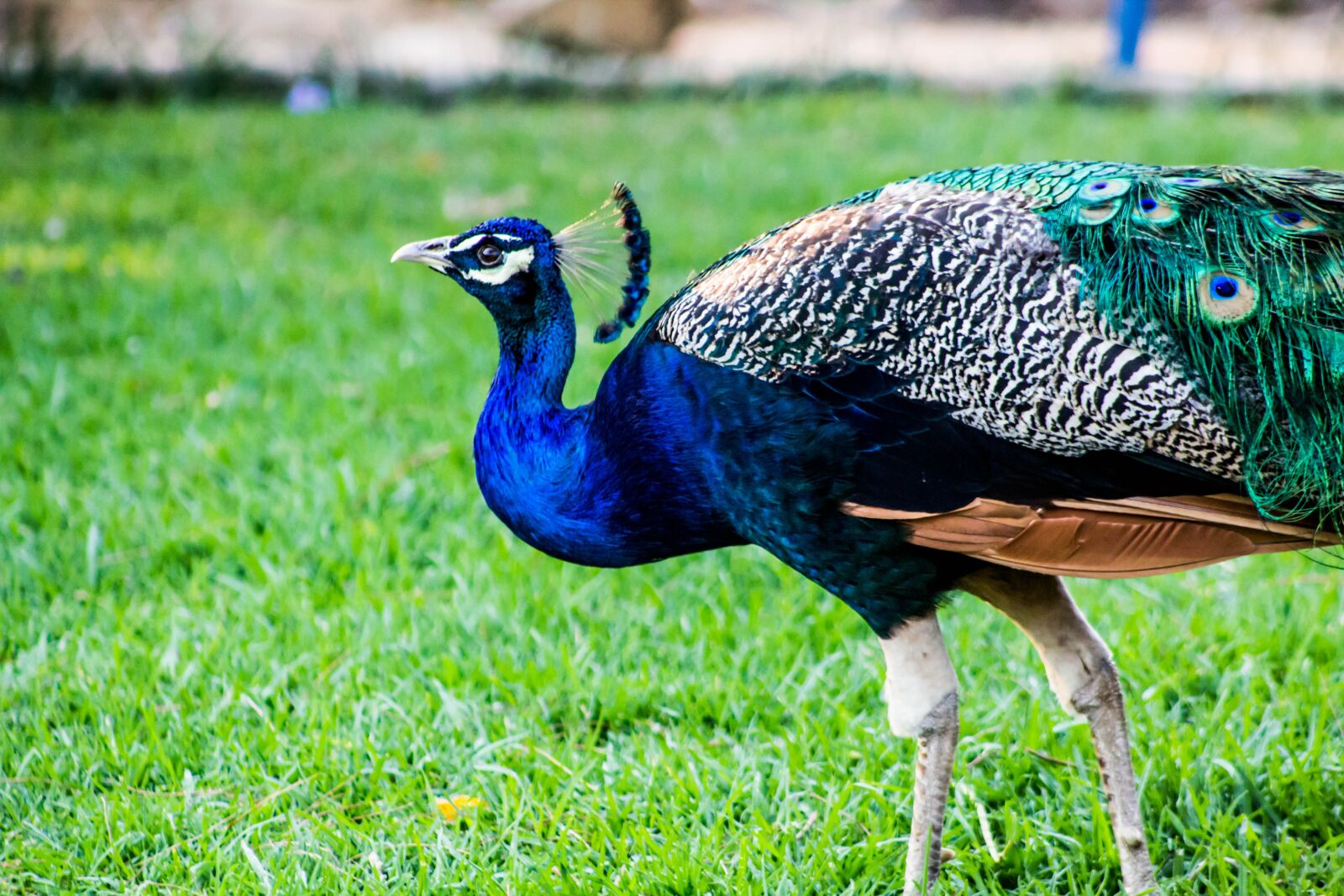 Canon EOS 600D (Rebel EOS T3i / EOS Kiss X5) sample photo. Peacock, bird, nature photography