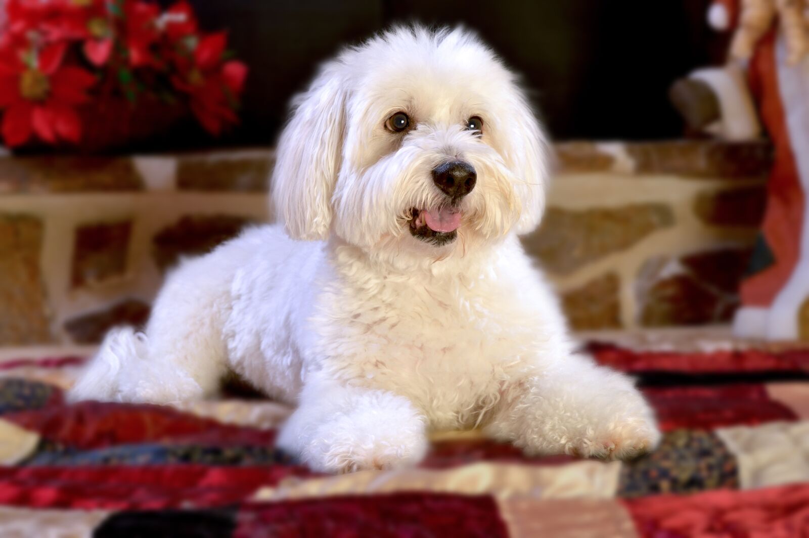 Nikon D3200 sample photo. Dog, puppy, animal photography