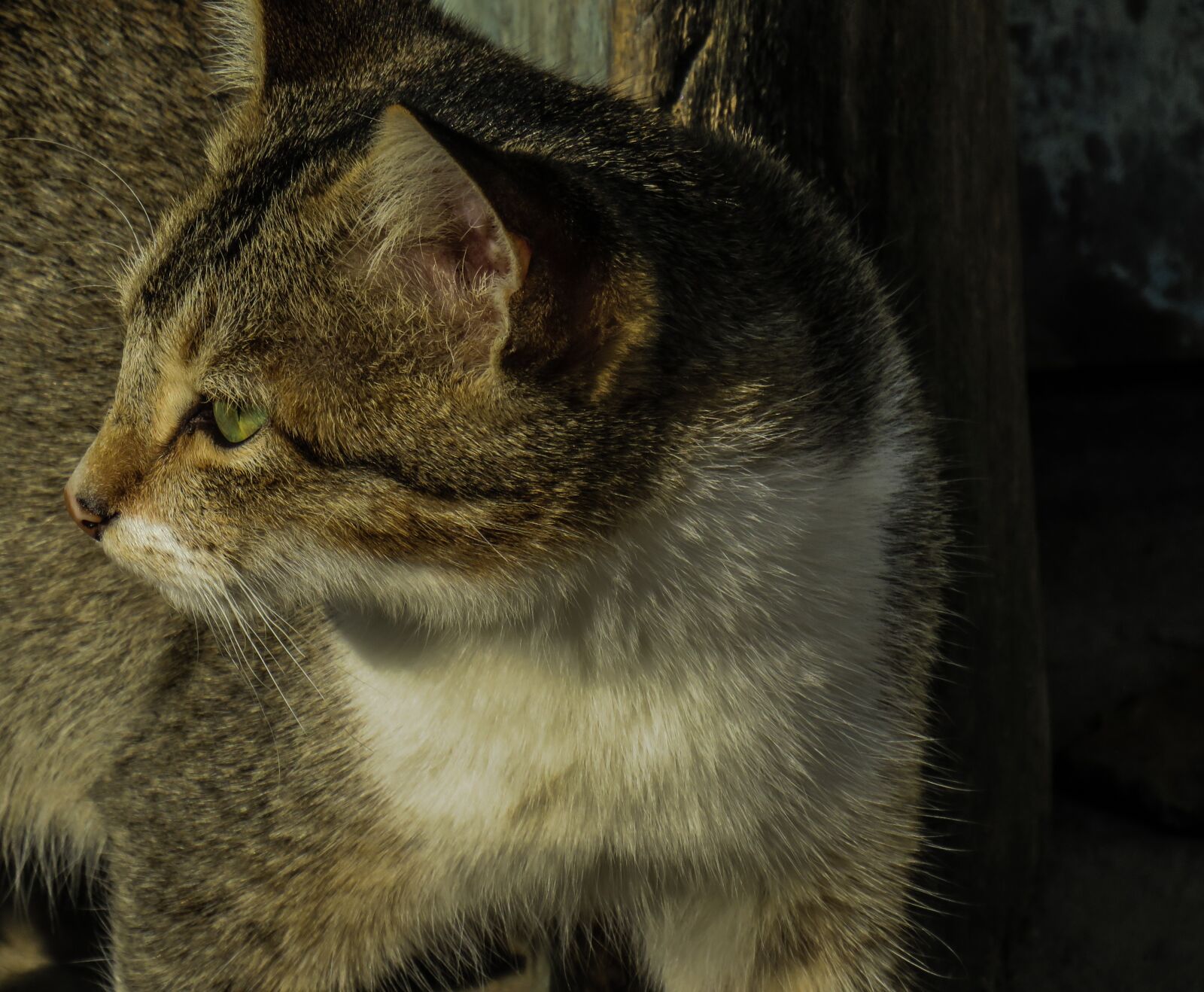 Canon PowerShot SX540 HS sample photo. Cat, kitty, cute photography