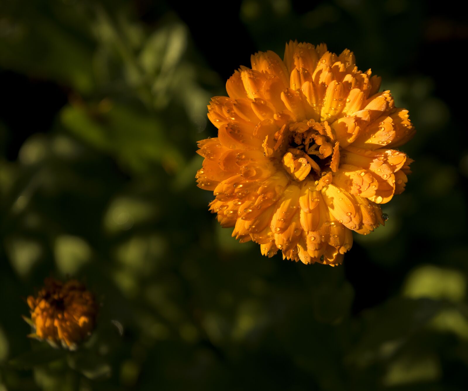 Nikon D3300 sample photo. Calendula, nature, orange photography