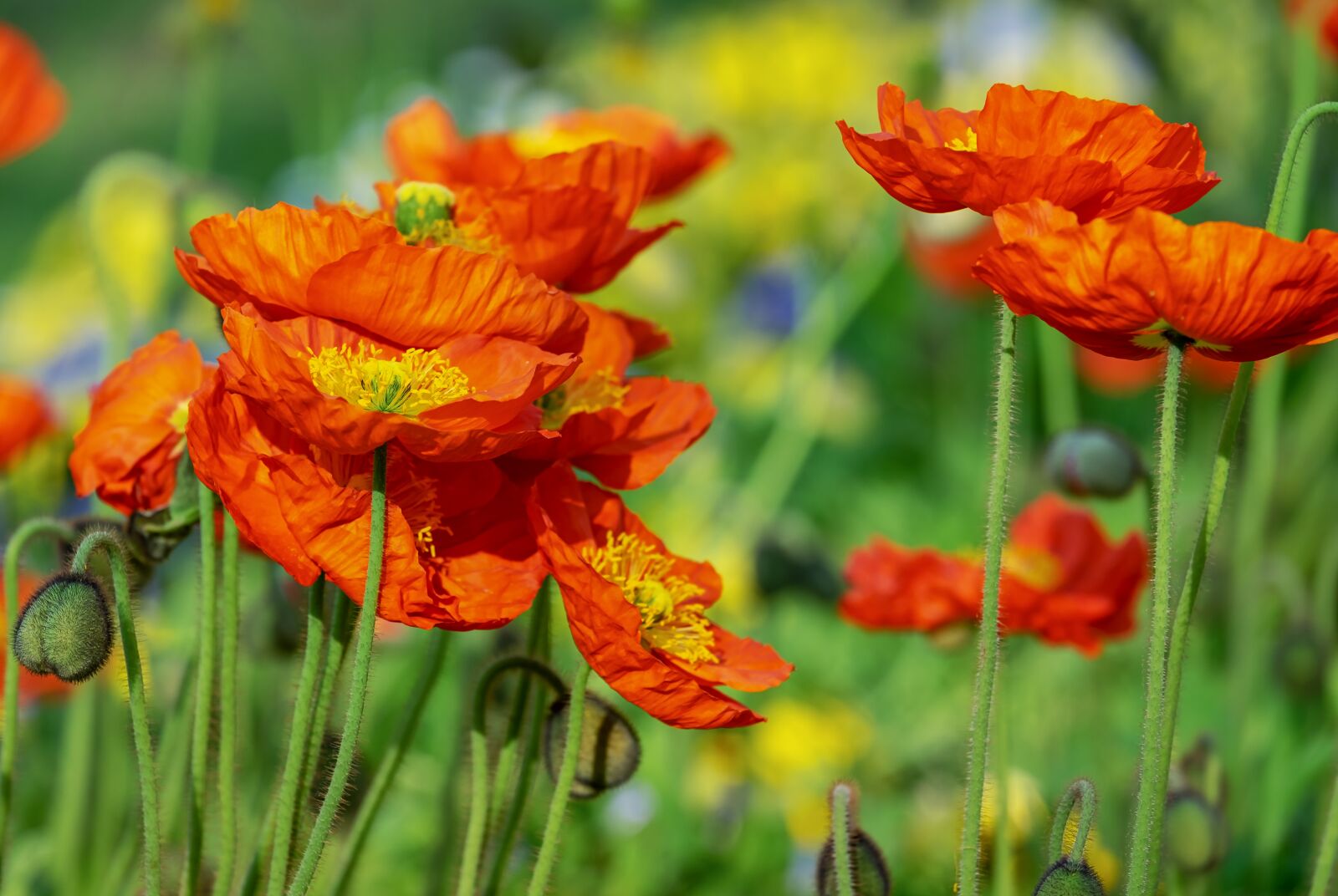 Fujifilm XF 55-200mm F3.5-4.8 R LM OIS sample photo. Poppy, flower, klatschmohn photography