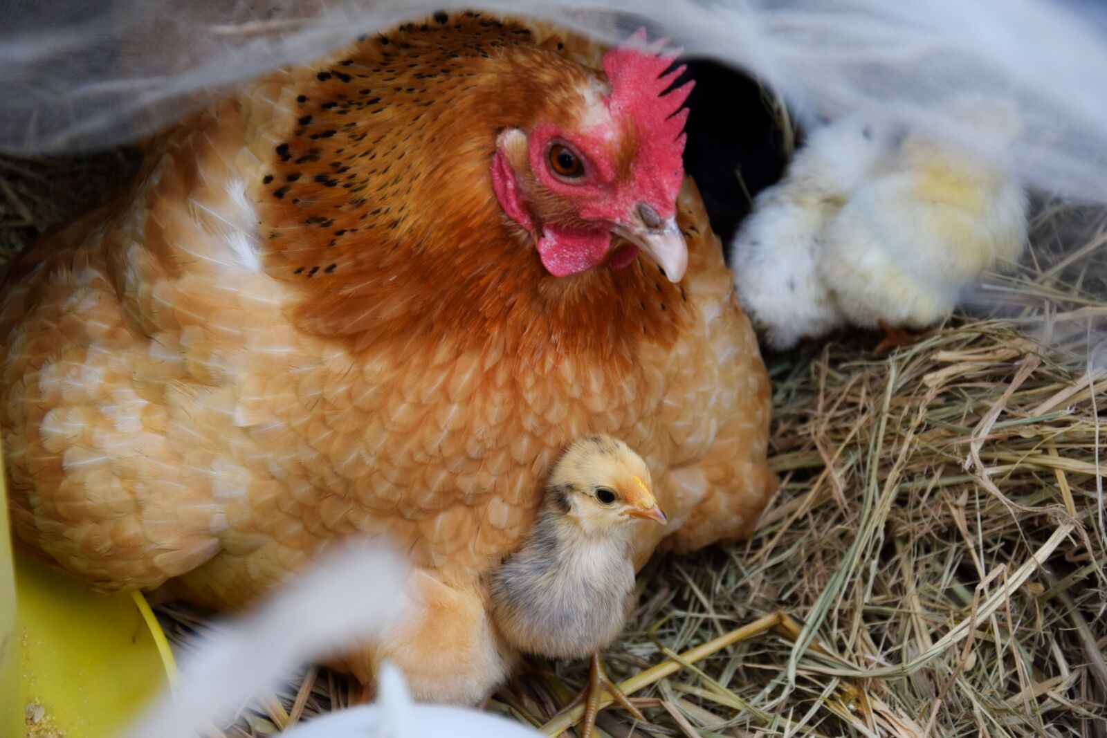 Nikon D5300 sample photo. Hen, chicks, chicken photography