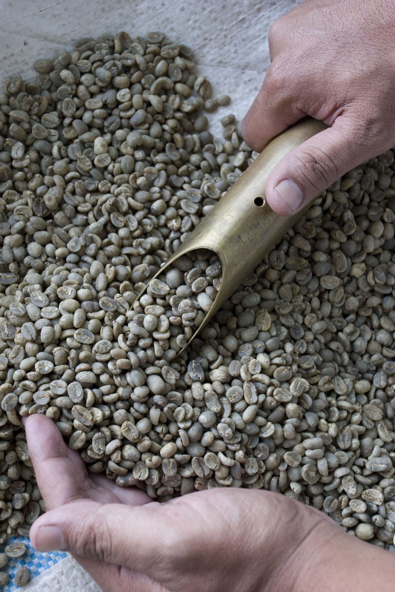 Canon EOS 20D sample photo. Coffee beans, raw, brown photography