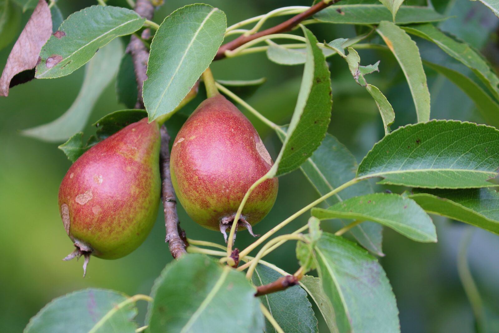 Canon EOS 200D (EOS Rebel SL2 / EOS Kiss X9) sample photo. Pears, pear, fruits photography