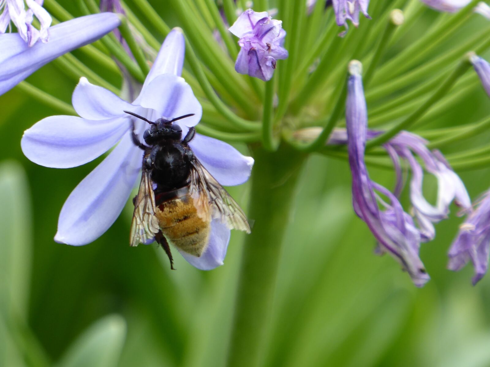 Panasonic Lumix DMC-ZS50 (Lumix DMC-TZ70) sample photo. Flower, blue, insect photography