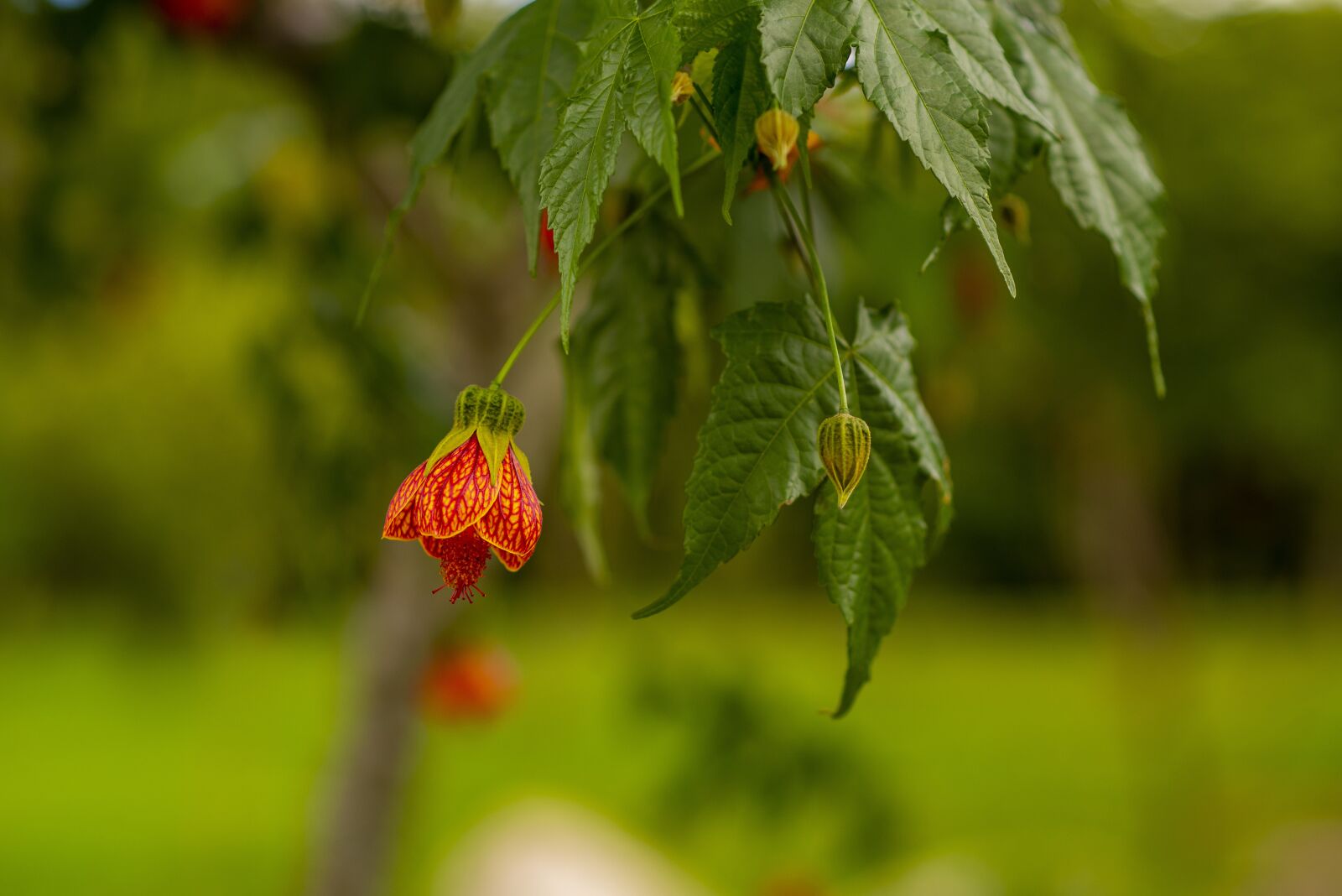 Nikon D600 sample photo. Flower, nature, petals photography