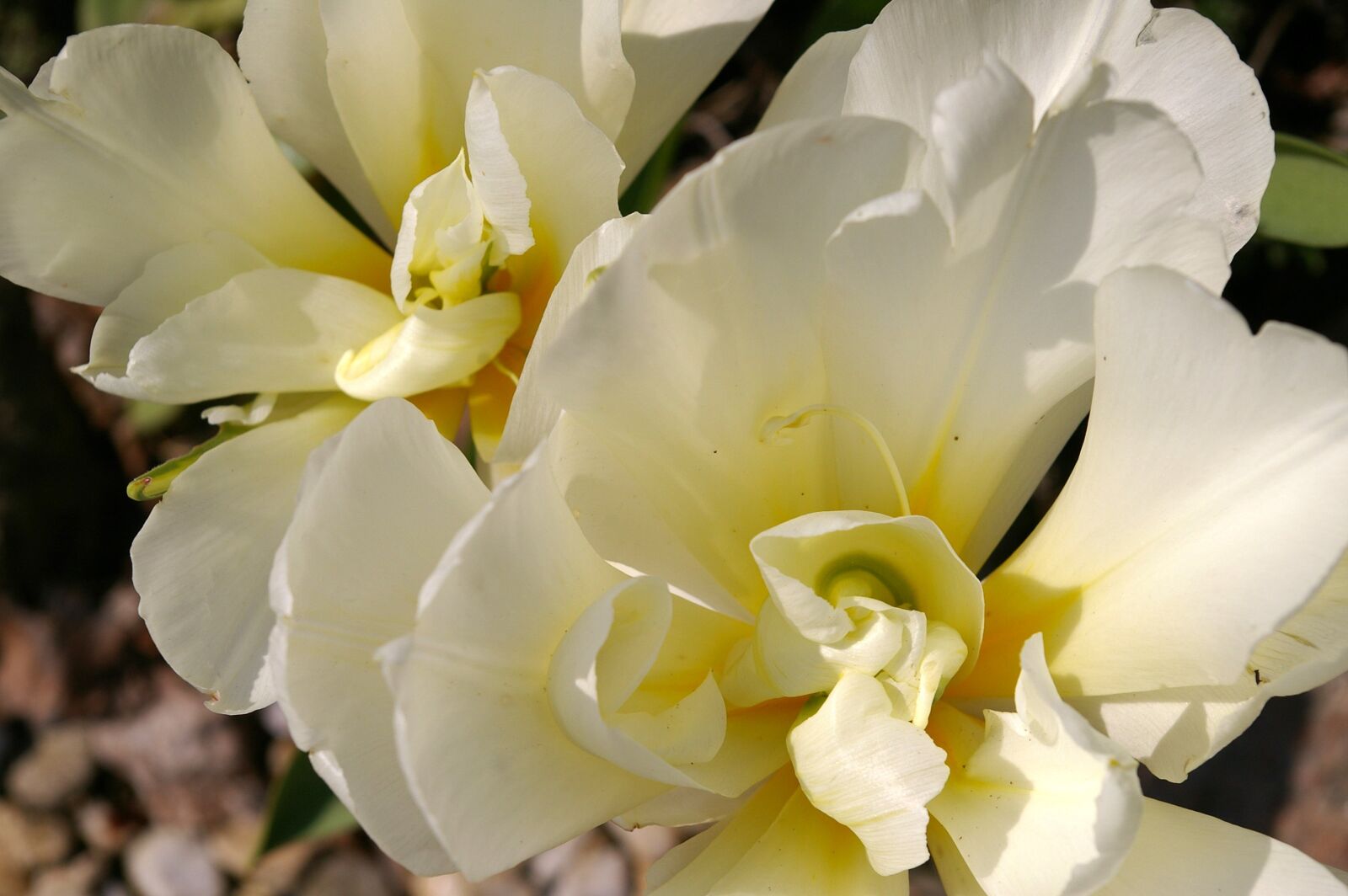 Pentax *ist DL2 sample photo. Tulips, white tulips, white photography