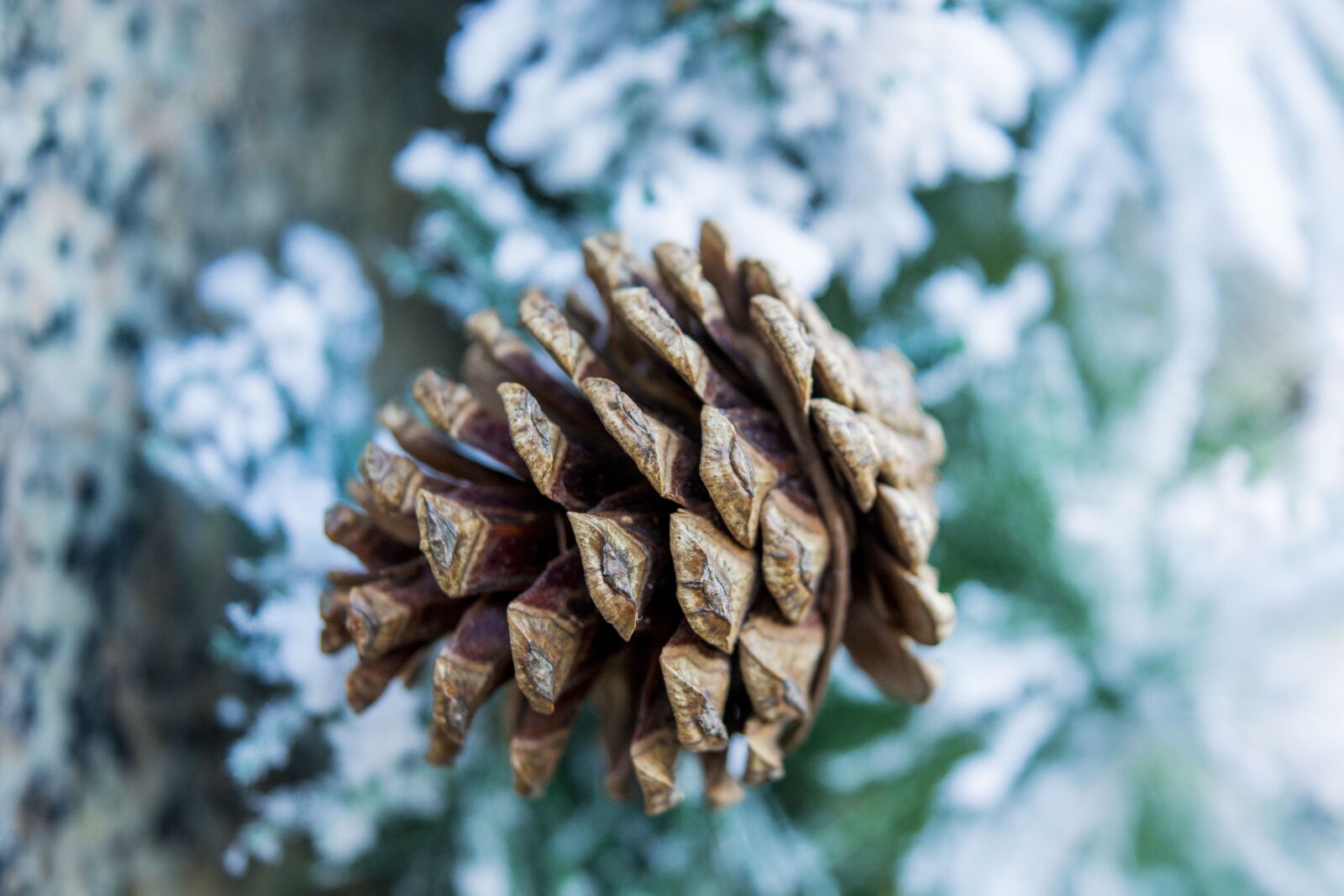 Nikon D5200 sample photo. Cones, spruce, new photography