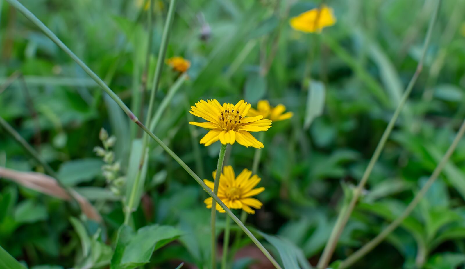 Nikon D3200 sample photo. Sphagneticola trilobata, flower, caribbean photography