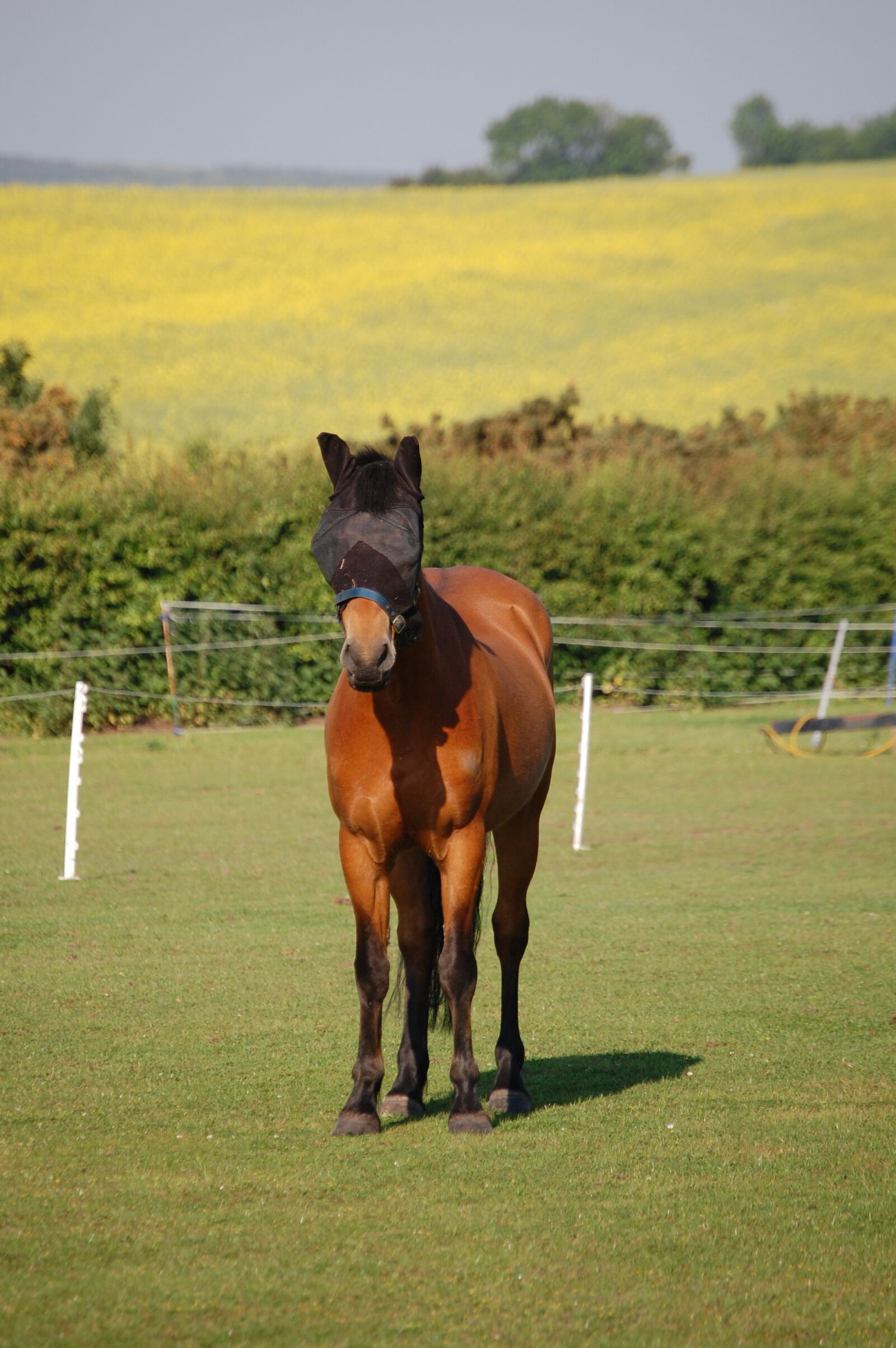 Nikon D40 sample photo. Horse, fly, mask photography
