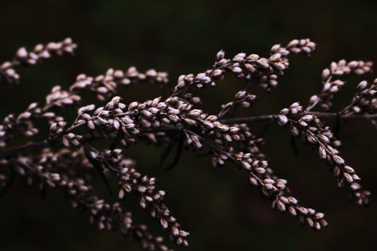Canon EOS 750D (EOS Rebel T6i / EOS Kiss X8i) sample photo. Nature, flora, outdoors photography