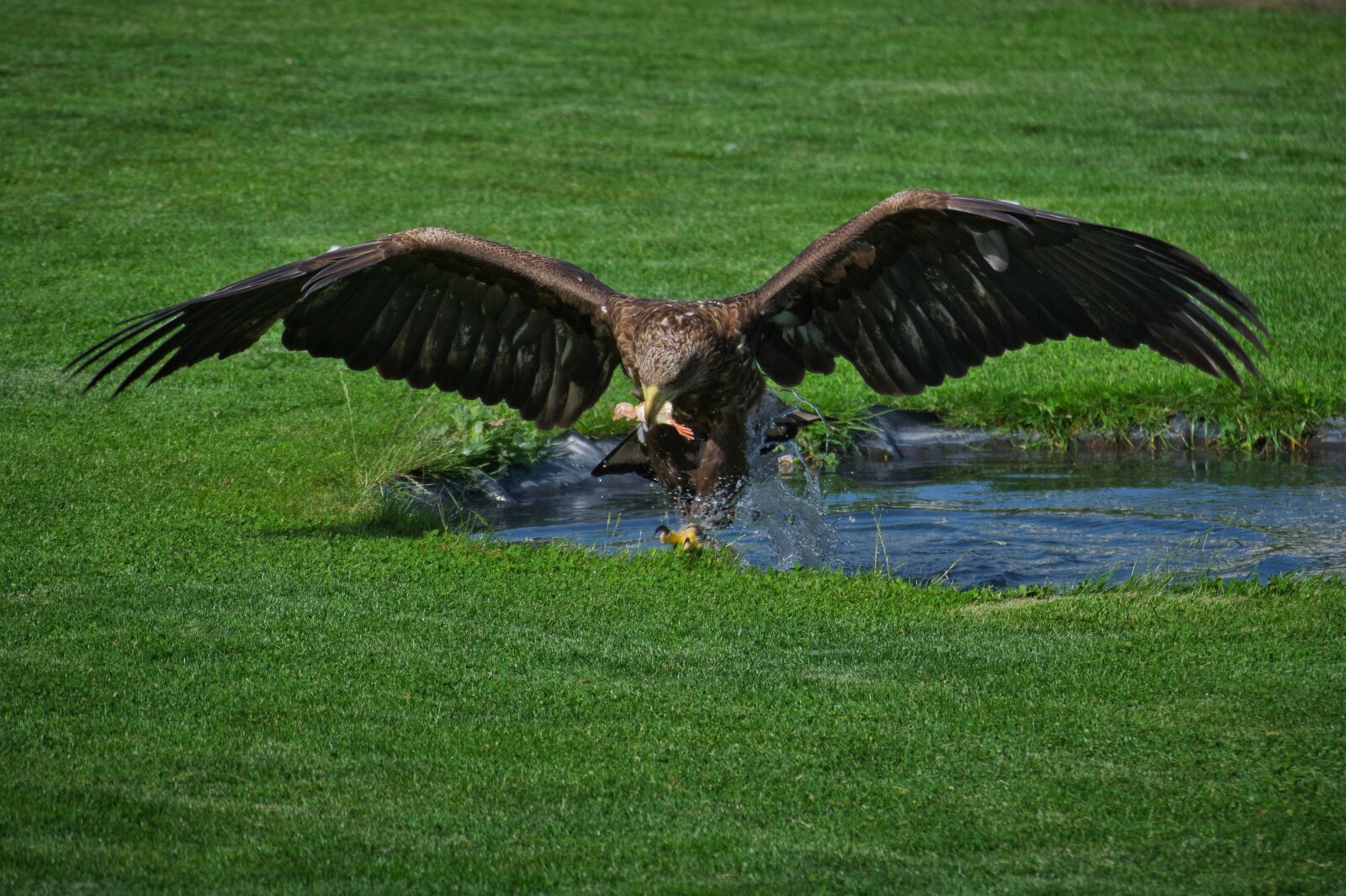 Nikon D5300 sample photo. Bird, raptor, adler photography