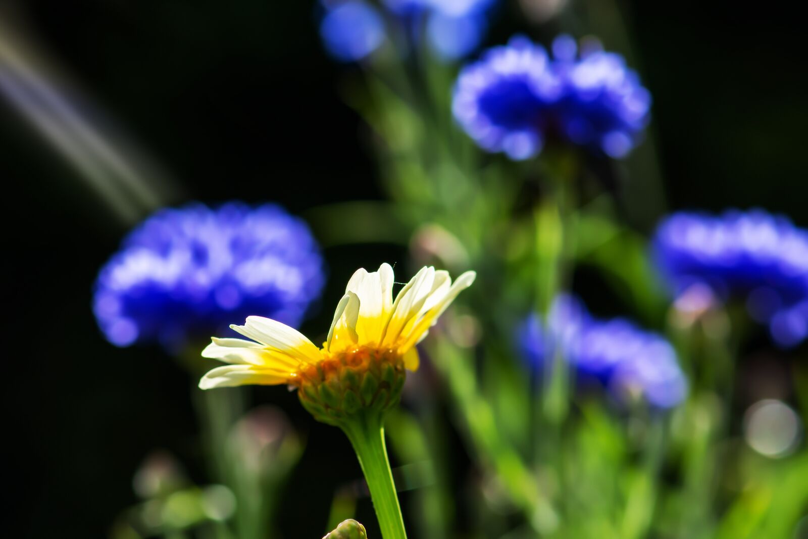 Nikon D7200 sample photo. Arnica, medicinal plant, flower photography