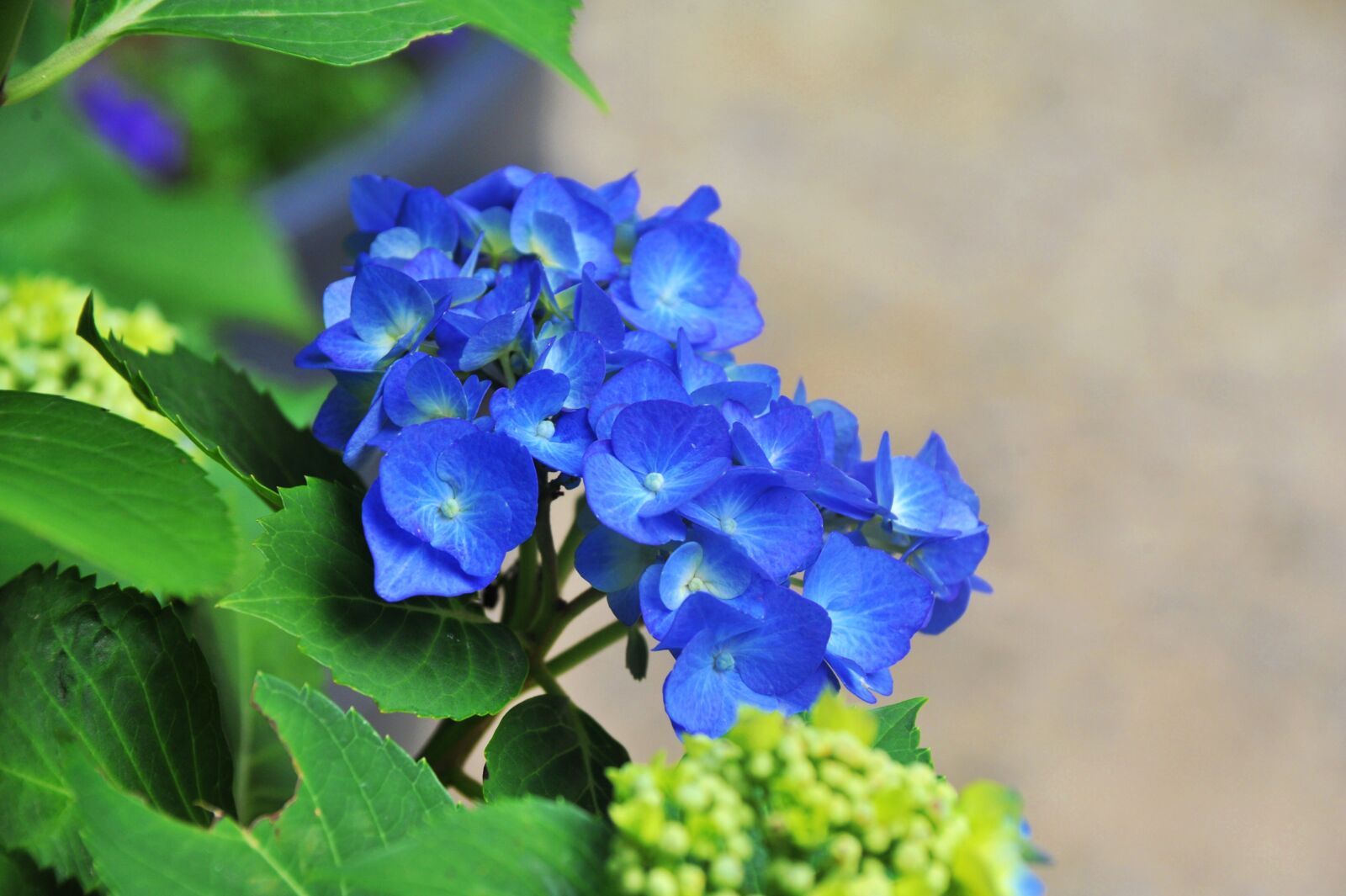 Nikon D700 sample photo. Flowers, plants, blue photography