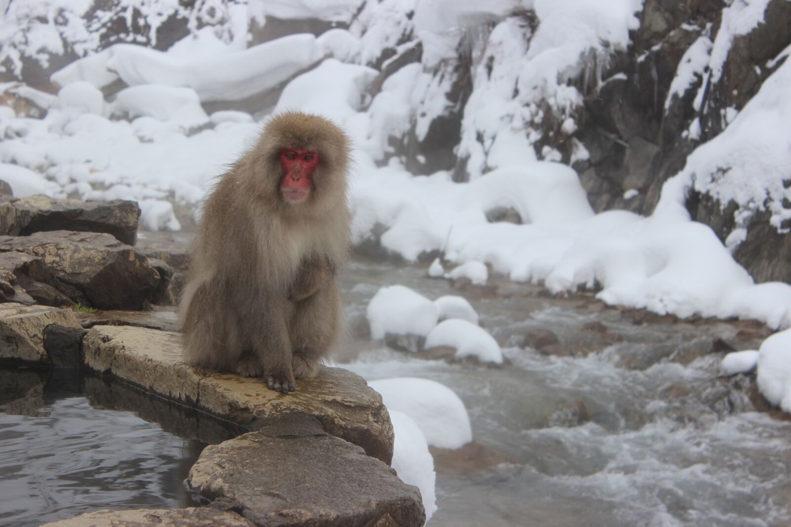Canon EOS 600D (Rebel EOS T3i / EOS Kiss X5) sample photo. Snow monkeys, macaque, japanese photography
