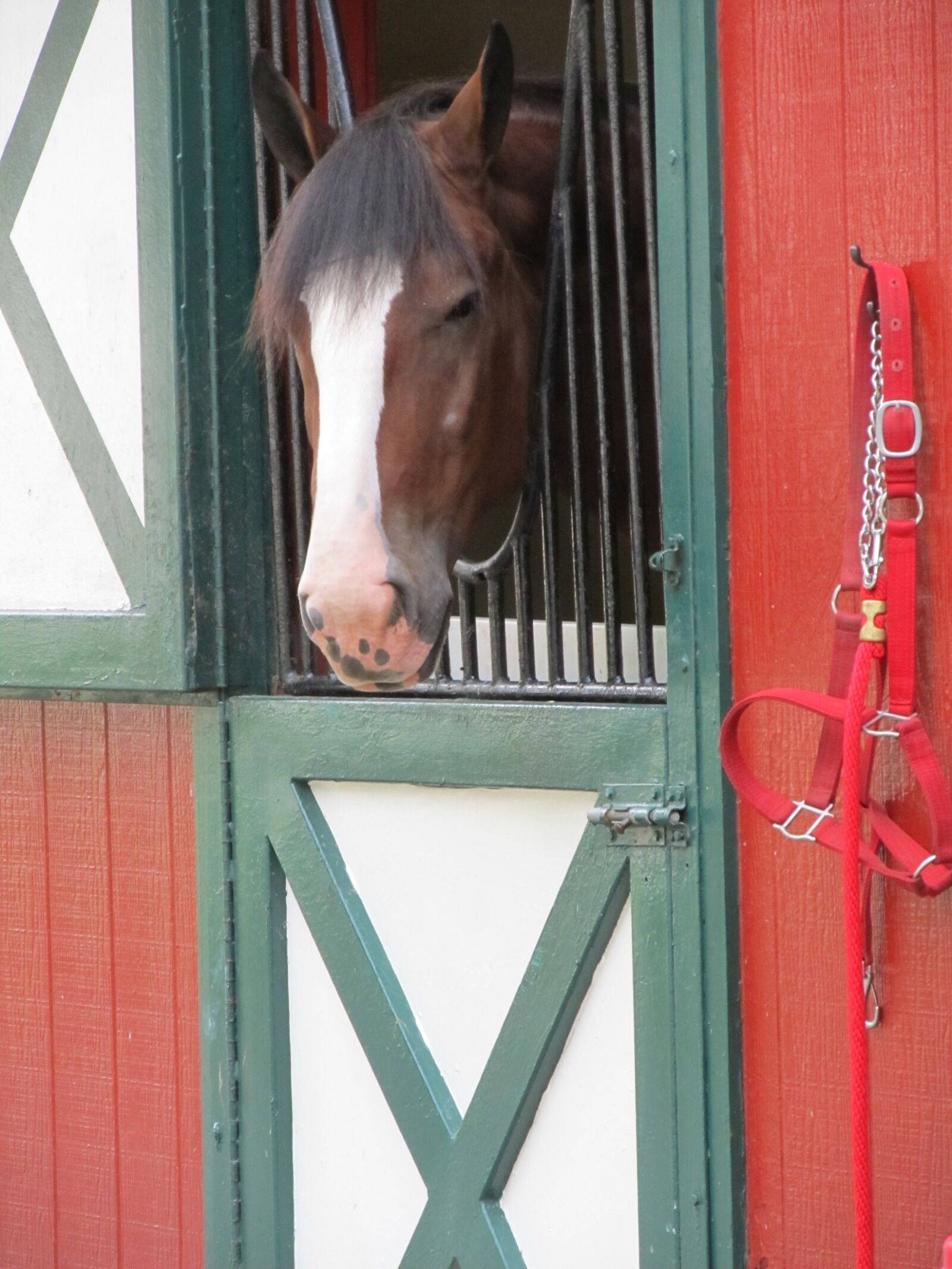 Canon PowerShot SX130 IS sample photo. Horse, head, stall photography