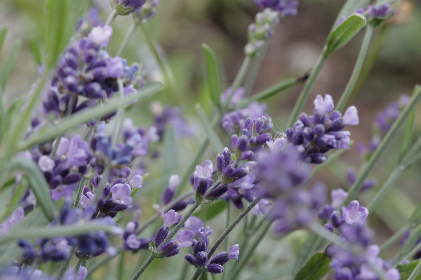Canon EOS 750D (EOS Rebel T6i / EOS Kiss X8i) sample photo. Lavender, flowers, summer photography