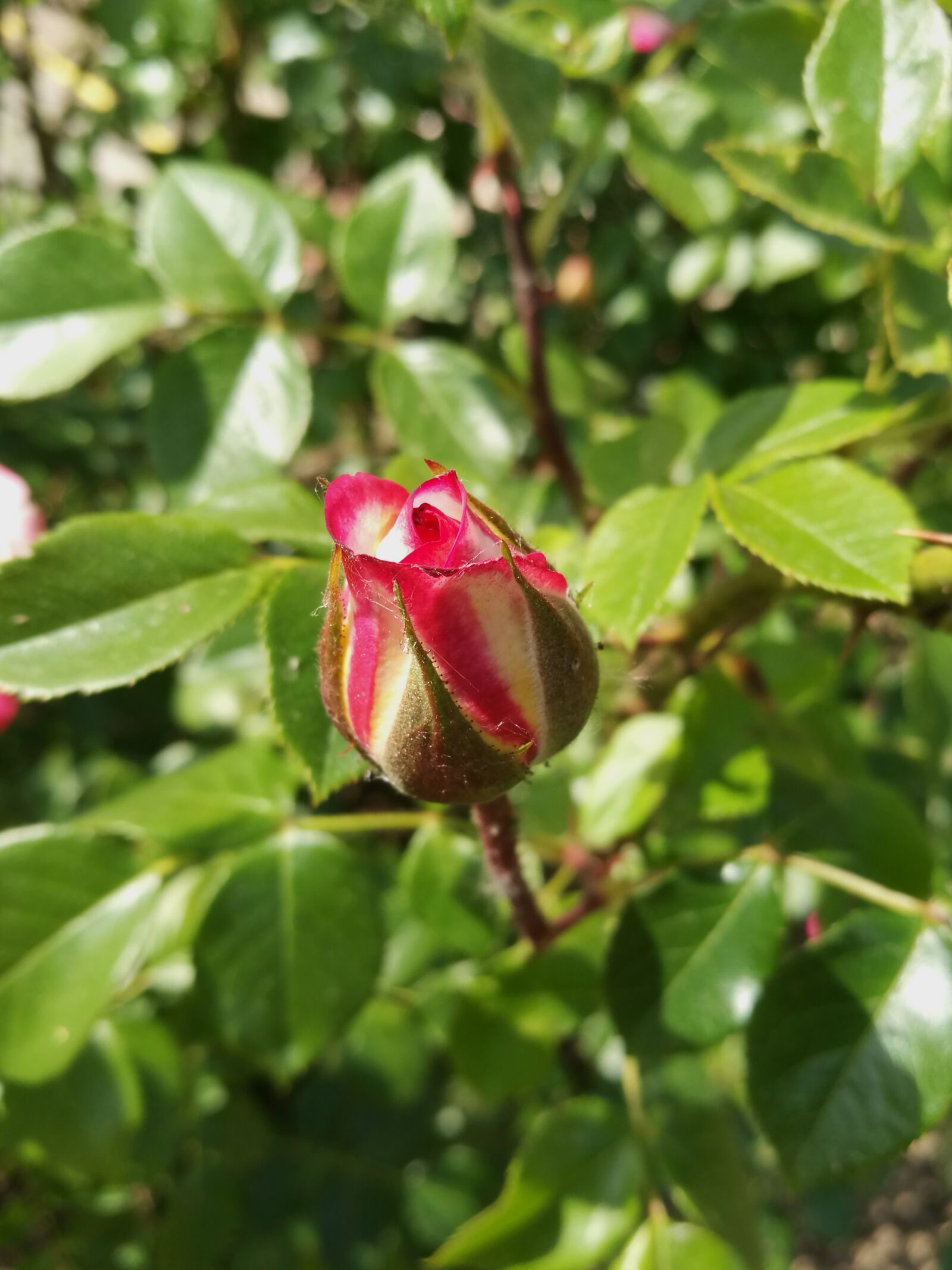 HUAWEI P9 sample photo. Rose, flowers, garden photography