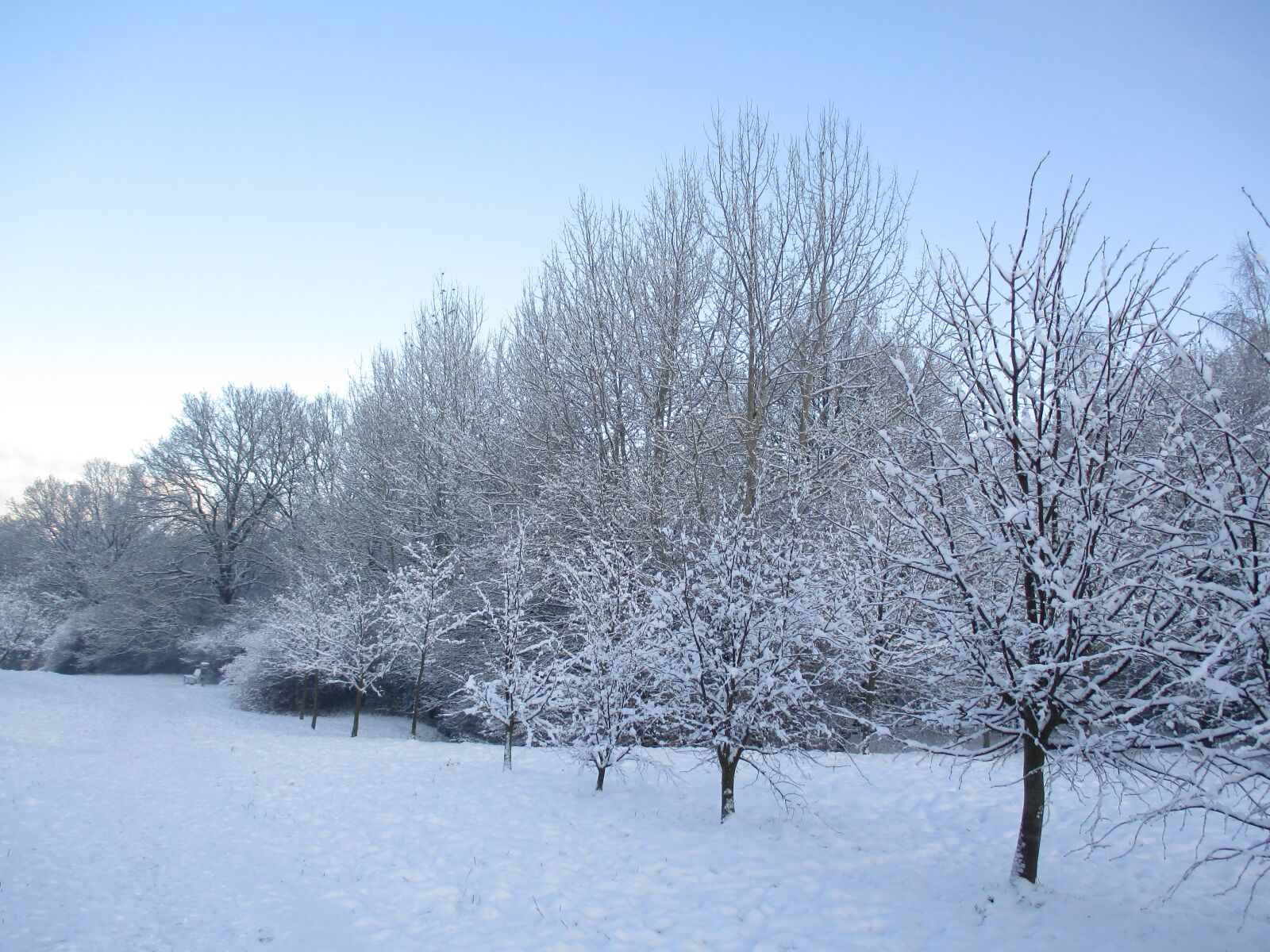 Canon PowerShot ELPH 135 (IXUS 145 / IXY 120) sample photo. Winter, tree, park photography