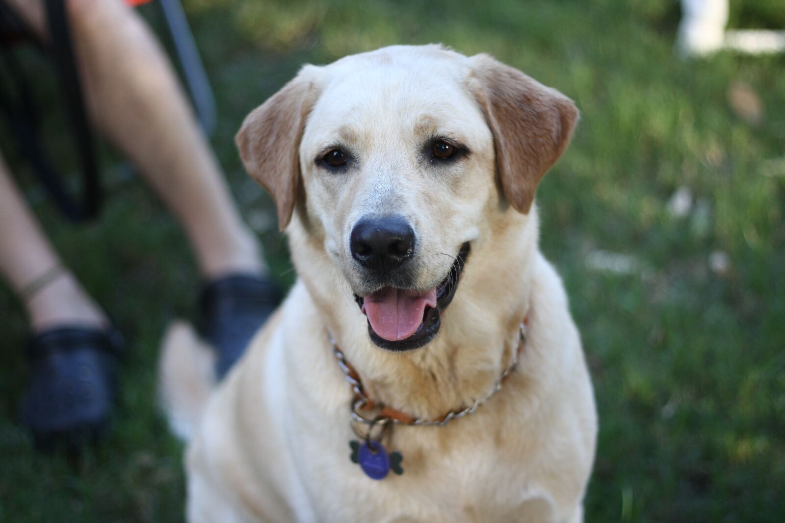 Canon EOS 1000D (EOS Digital Rebel XS / EOS Kiss F) sample photo. Dog, pets, labrador photography