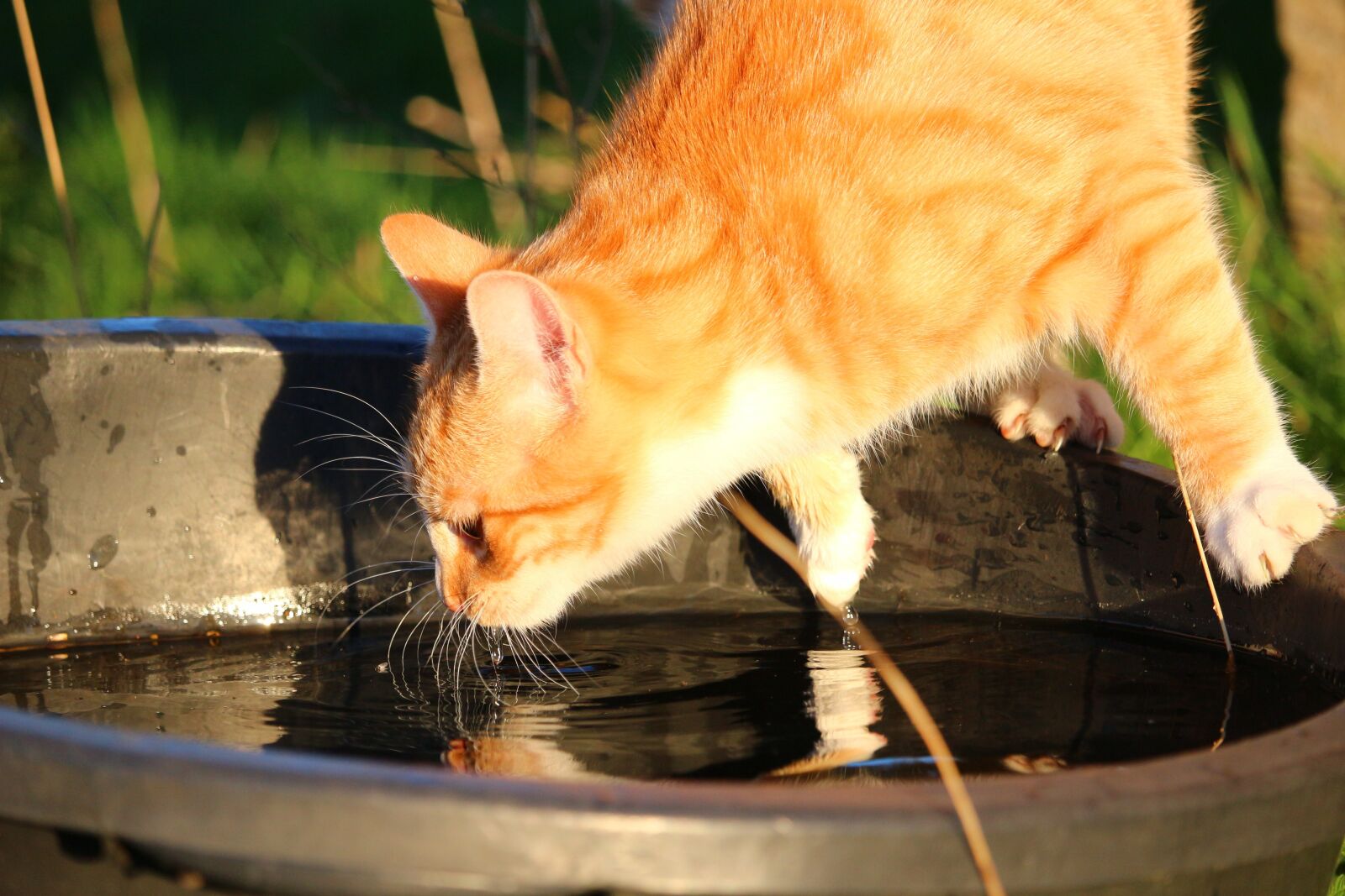 Canon EOS 100D (EOS Rebel SL1 / EOS Kiss X7) sample photo. Cat, kitten, mieze photography