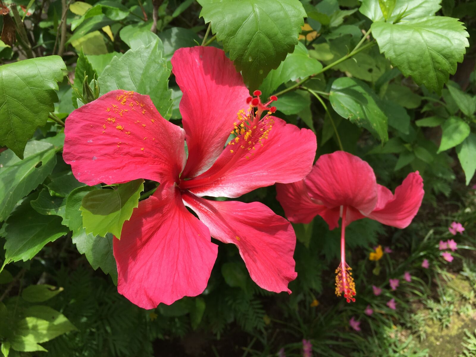 Apple iPhone 6s sample photo. Hibiscus, flower, tropical photography